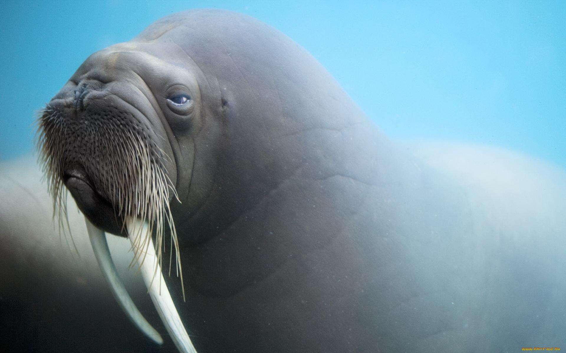 животные, моржи