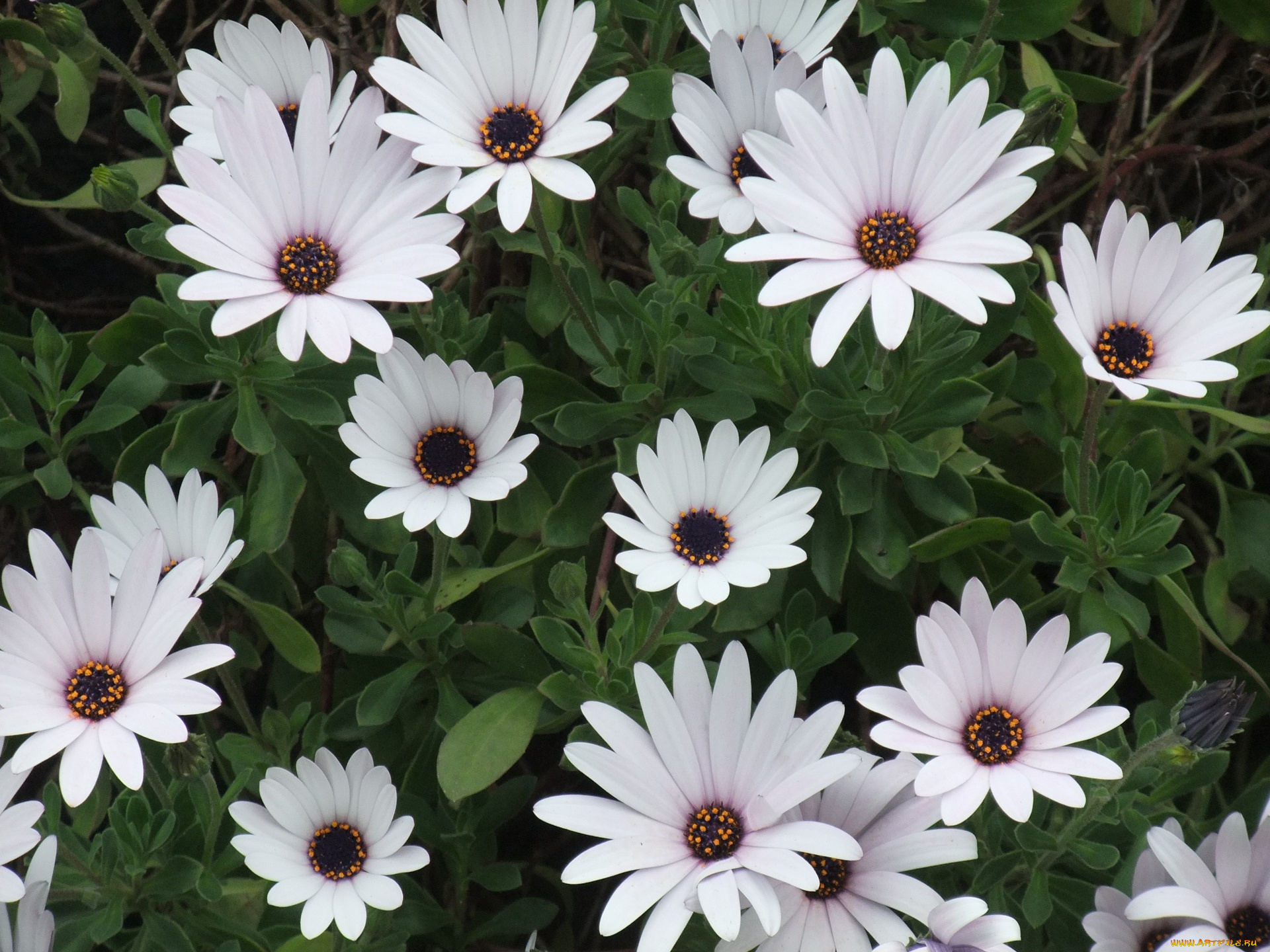 цветы, диморфотеки