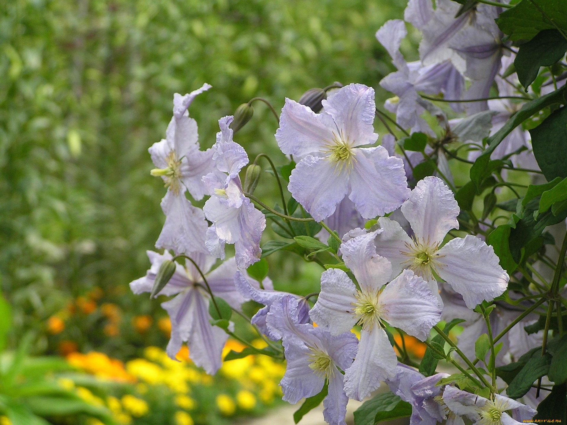 цветы, клематис, ломонос