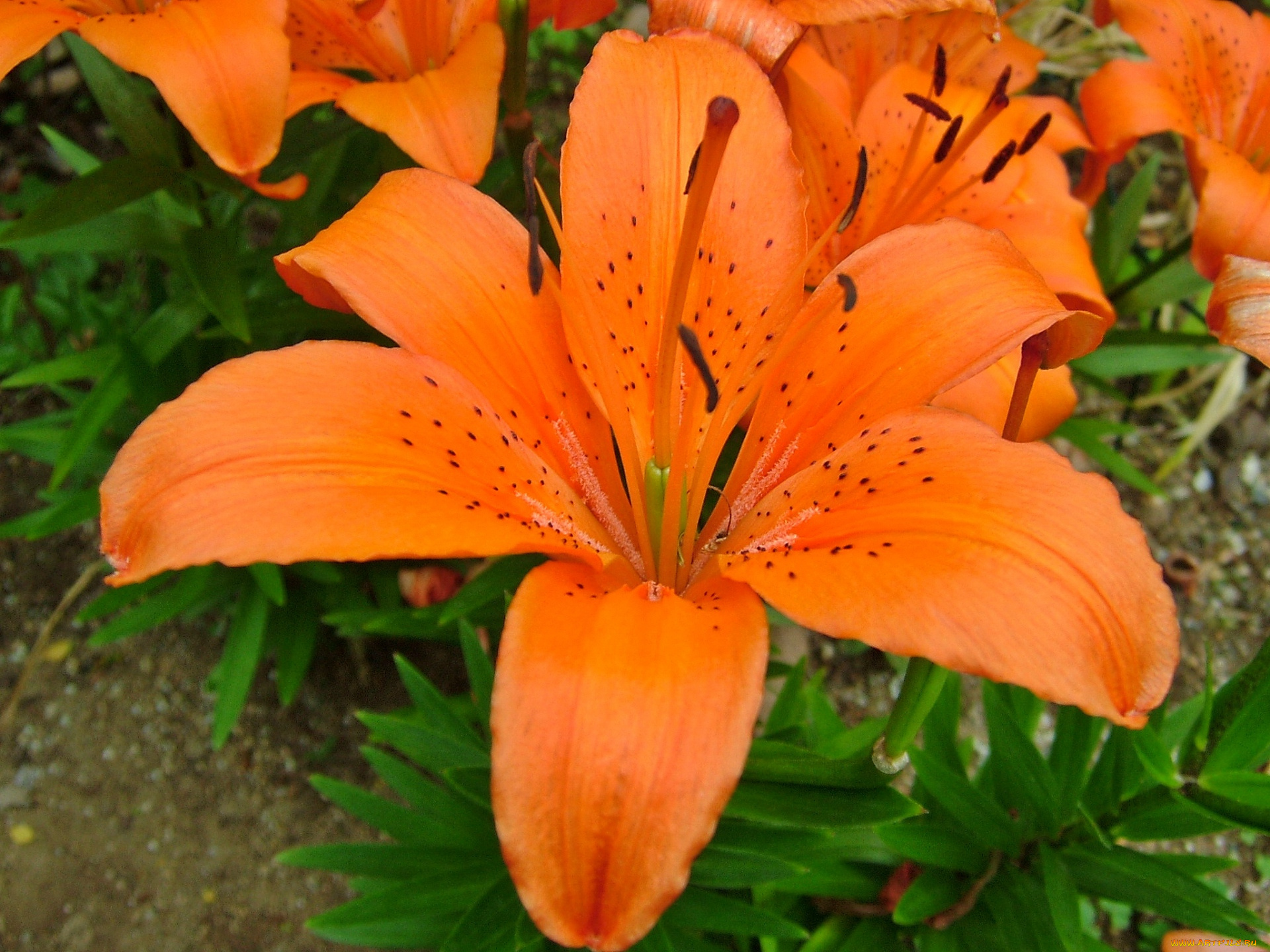 цветы, лилии, лилейники