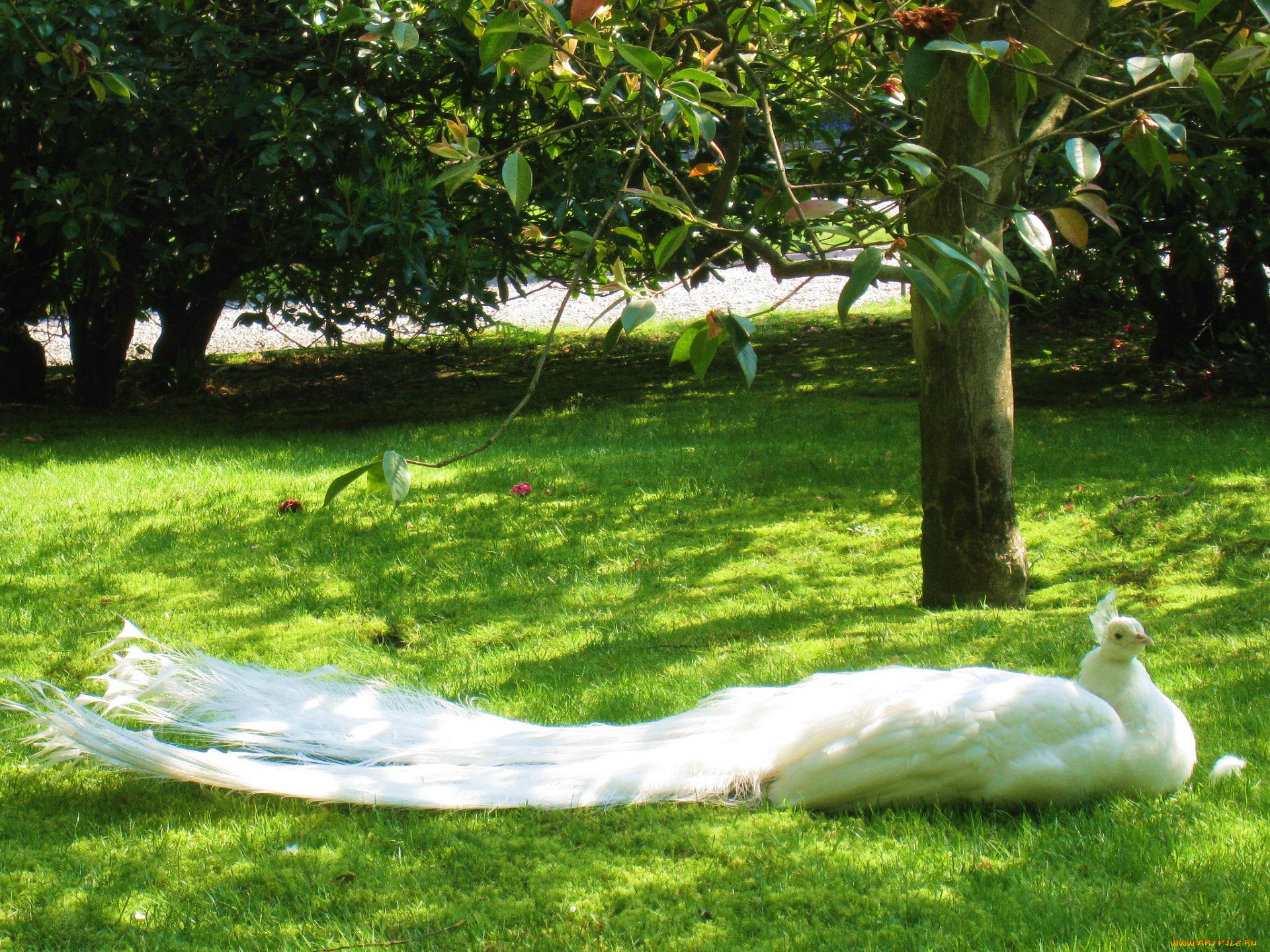 животные, павлины