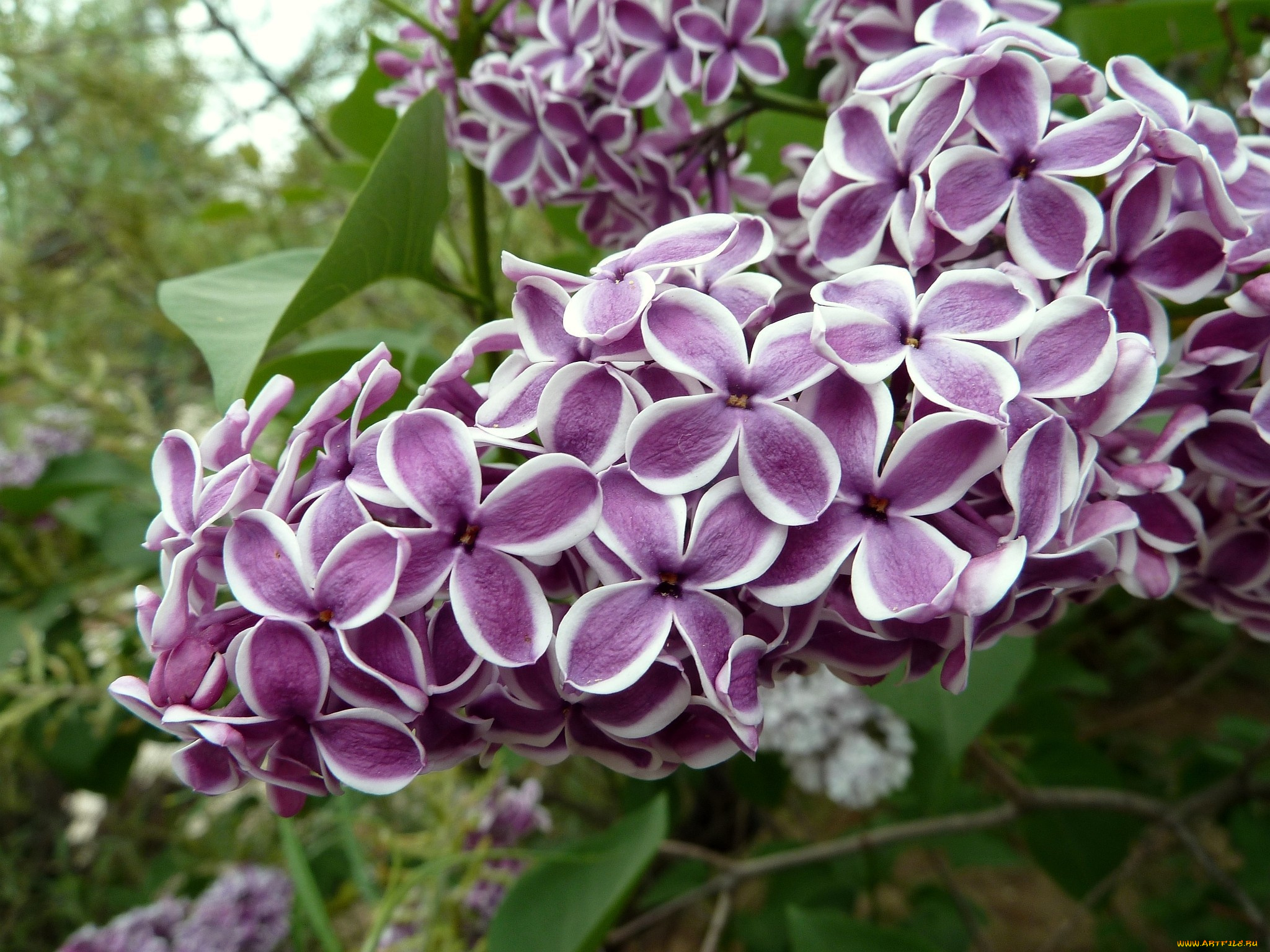 цветы, сирень