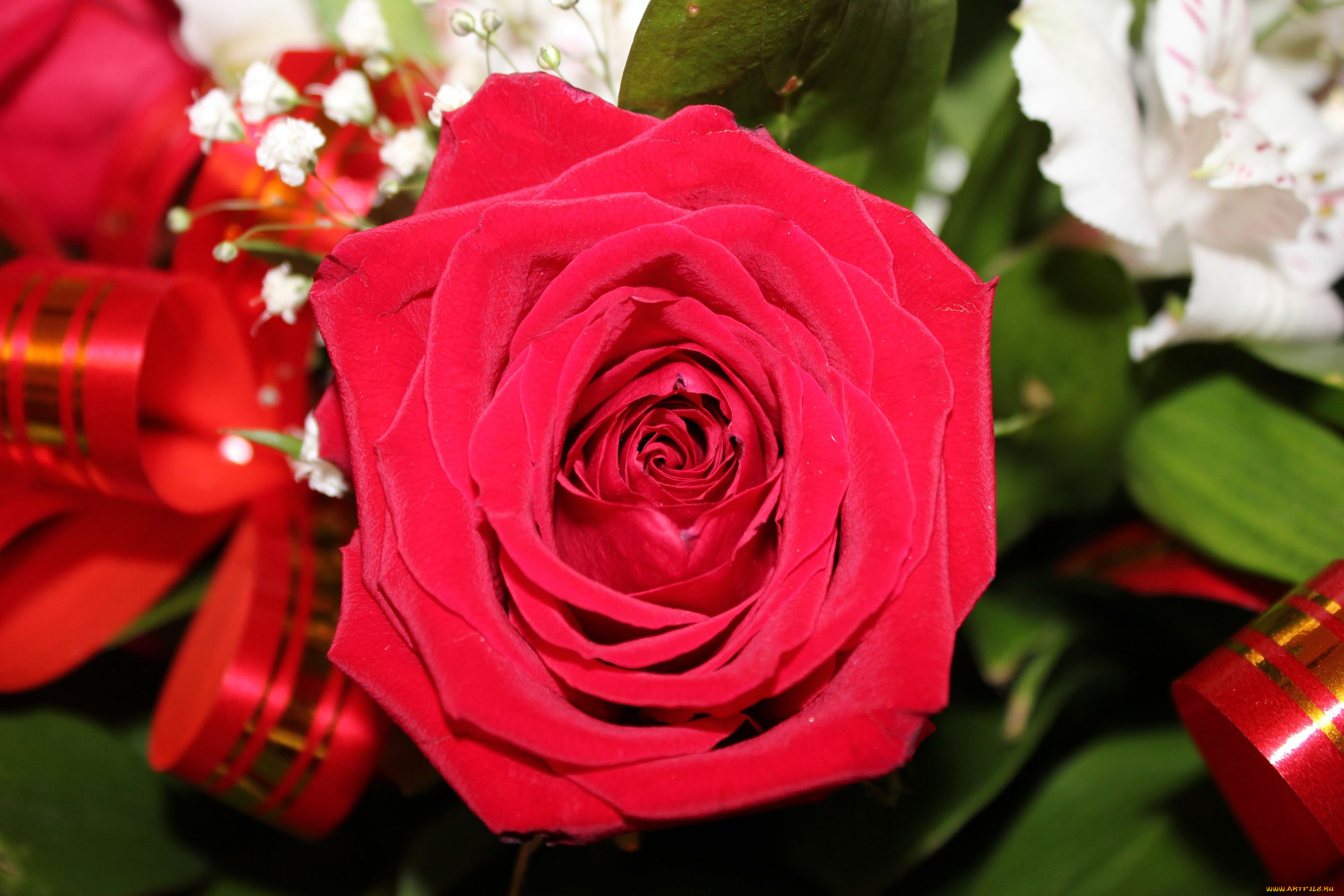 цветы, розы