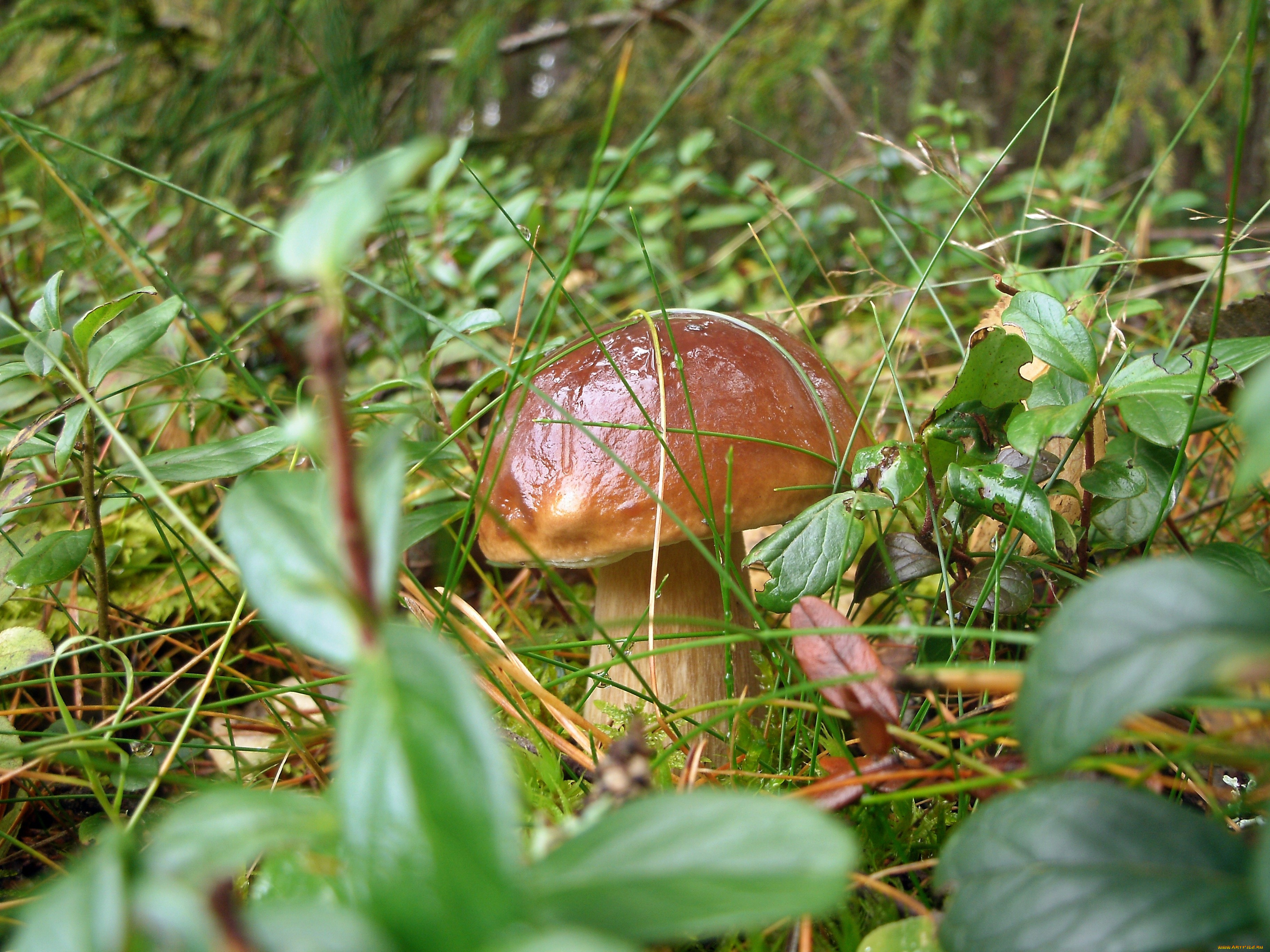 природа, грибы, один