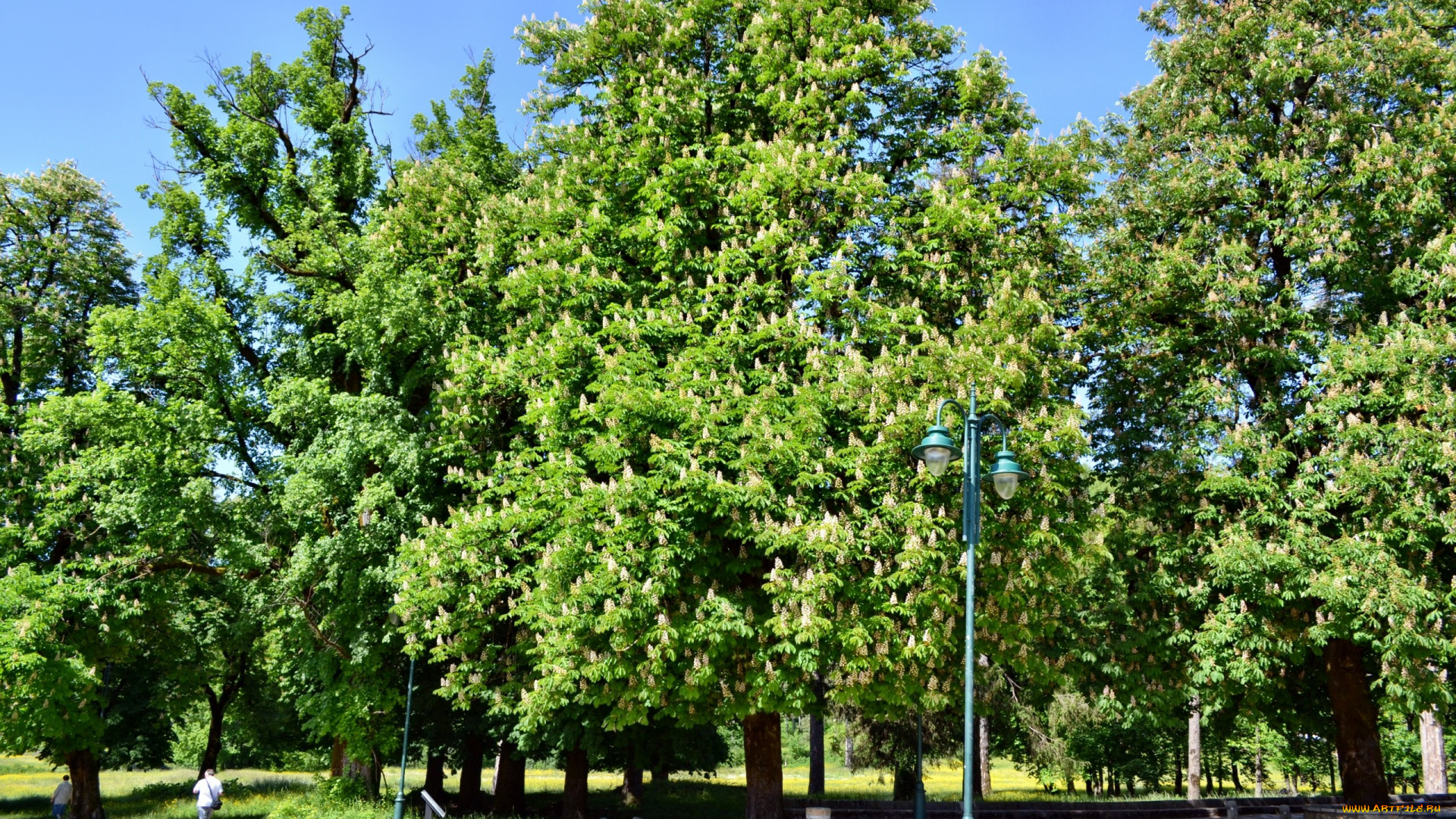 Черногория, цетине, природа, парк, аллея, фонари, каштан