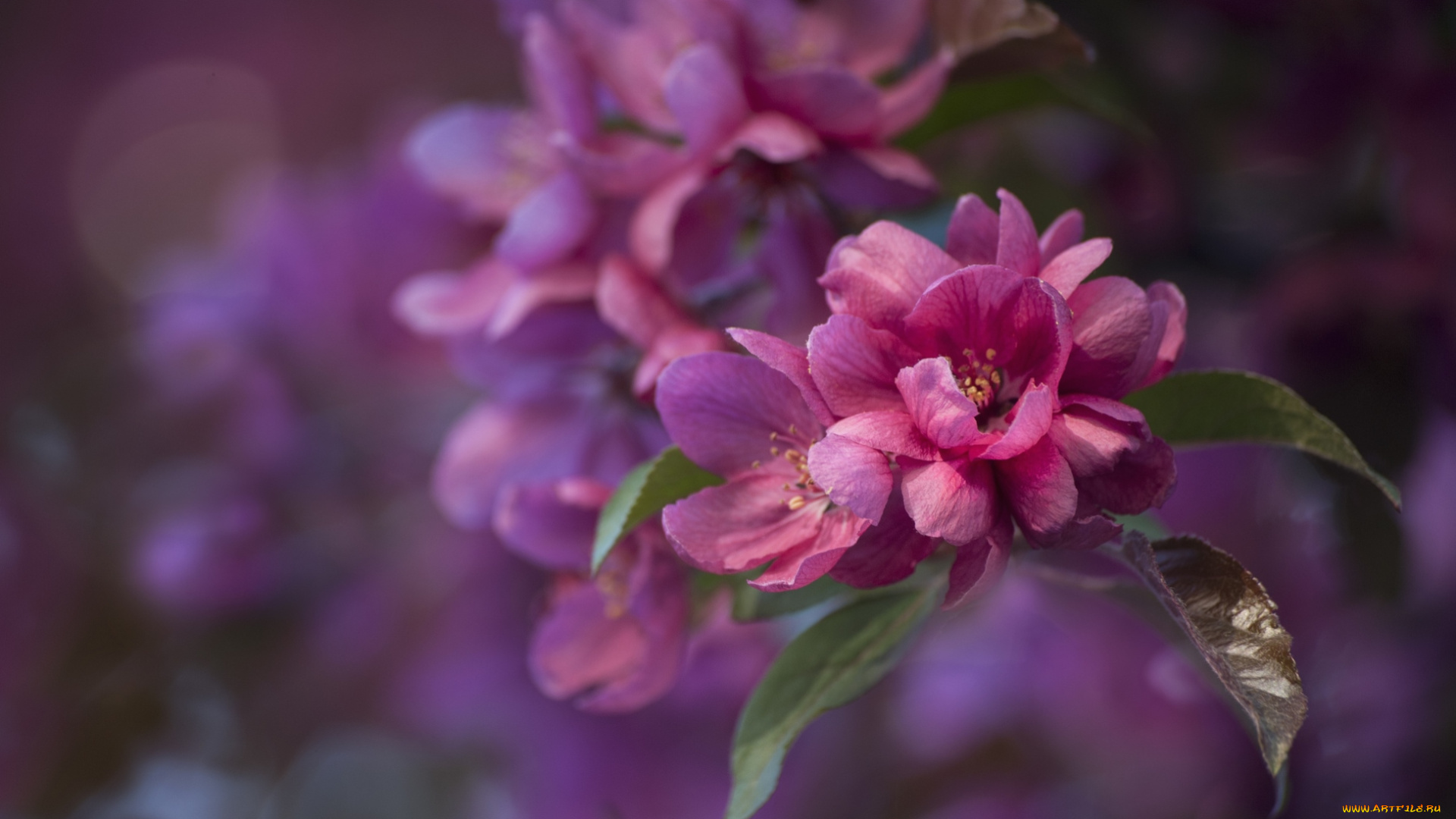 цветы, цветущие, деревья, кустарники, розовый, ветка