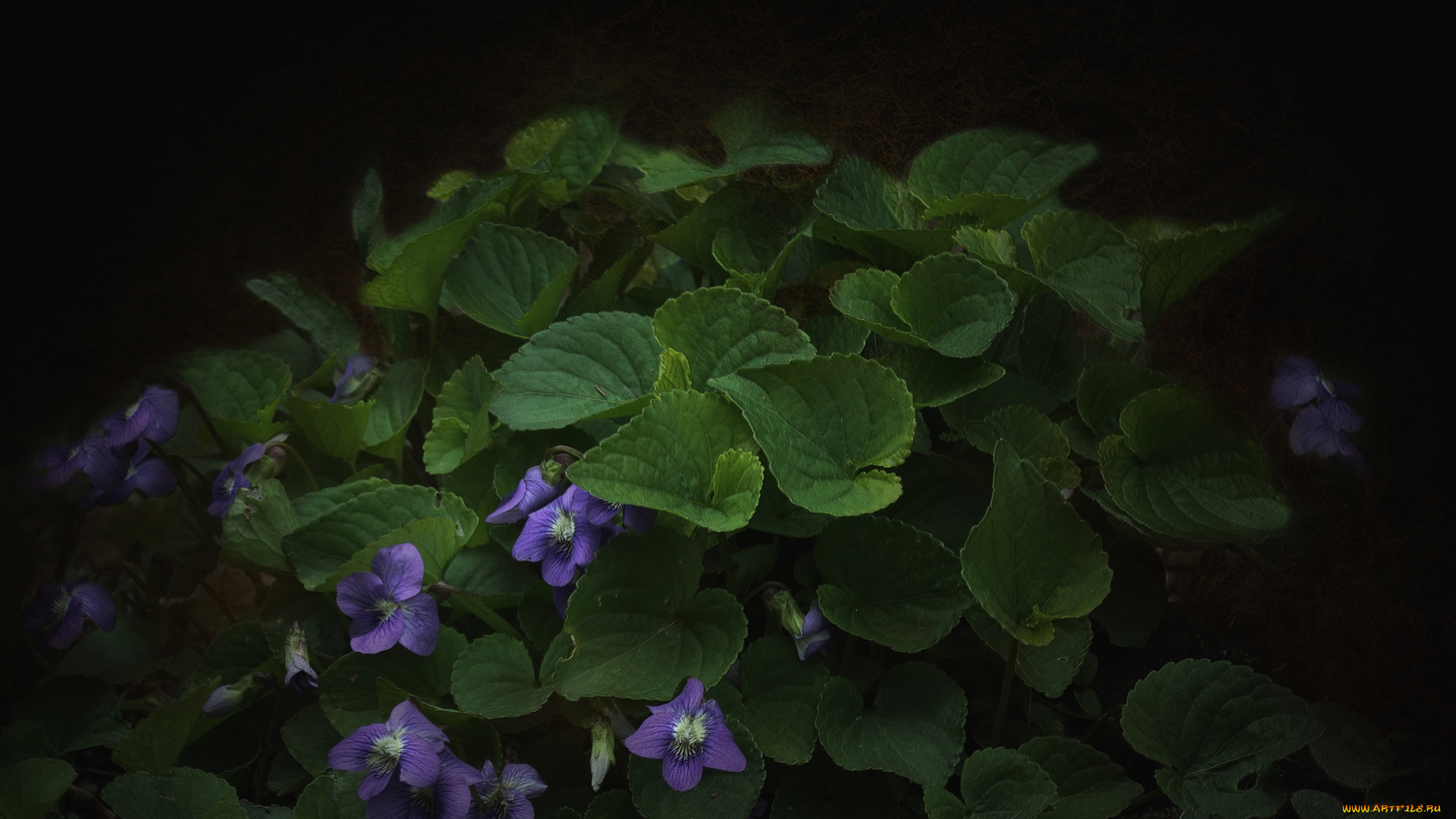 цветы, фиалки, лесная, фиалка