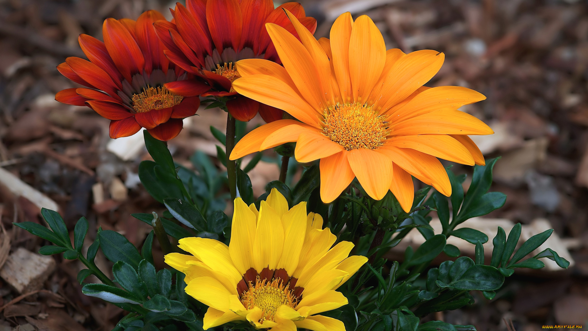 цветы, газания, лепестки