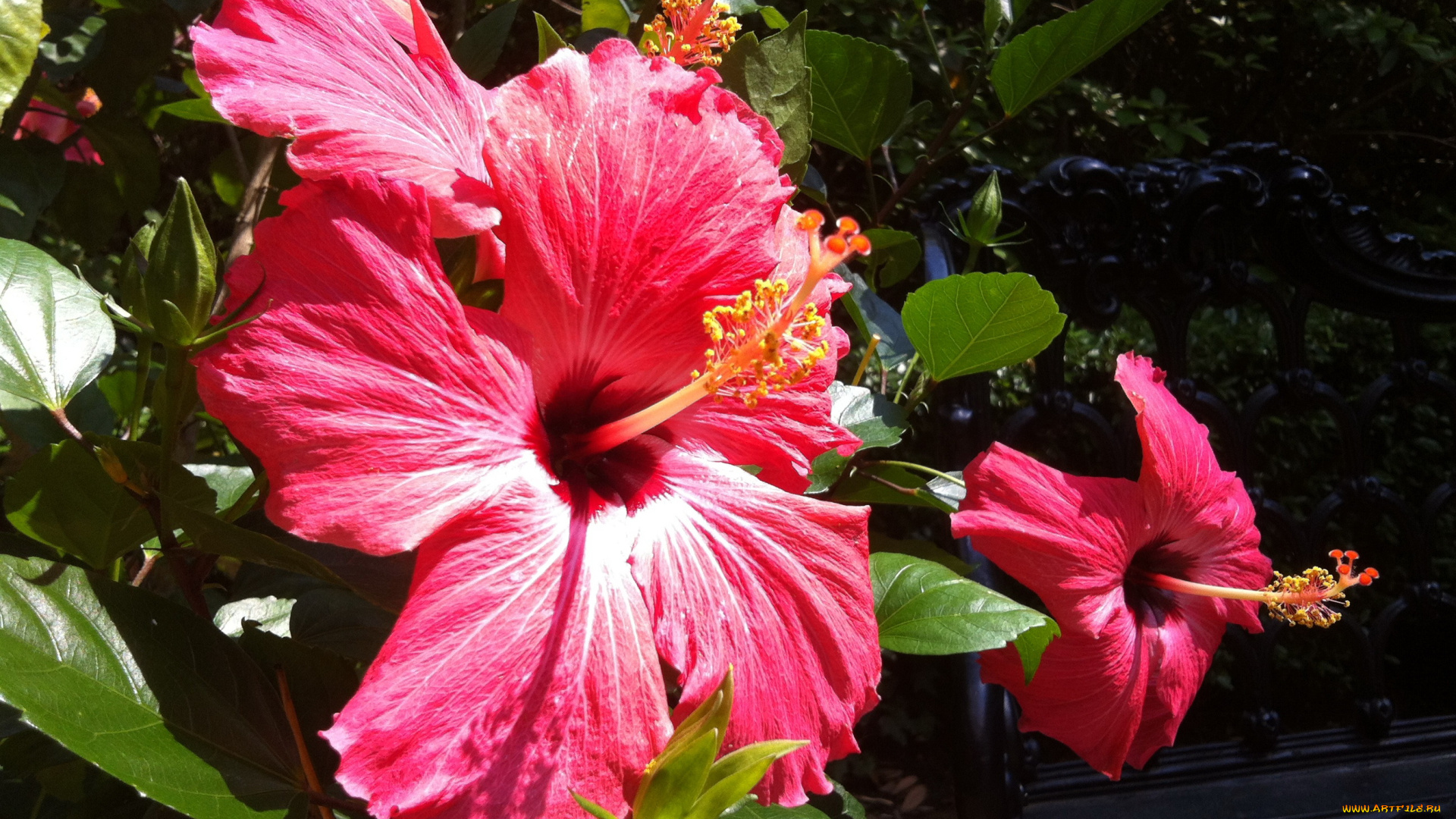 цветы, гибискусы, гибискус