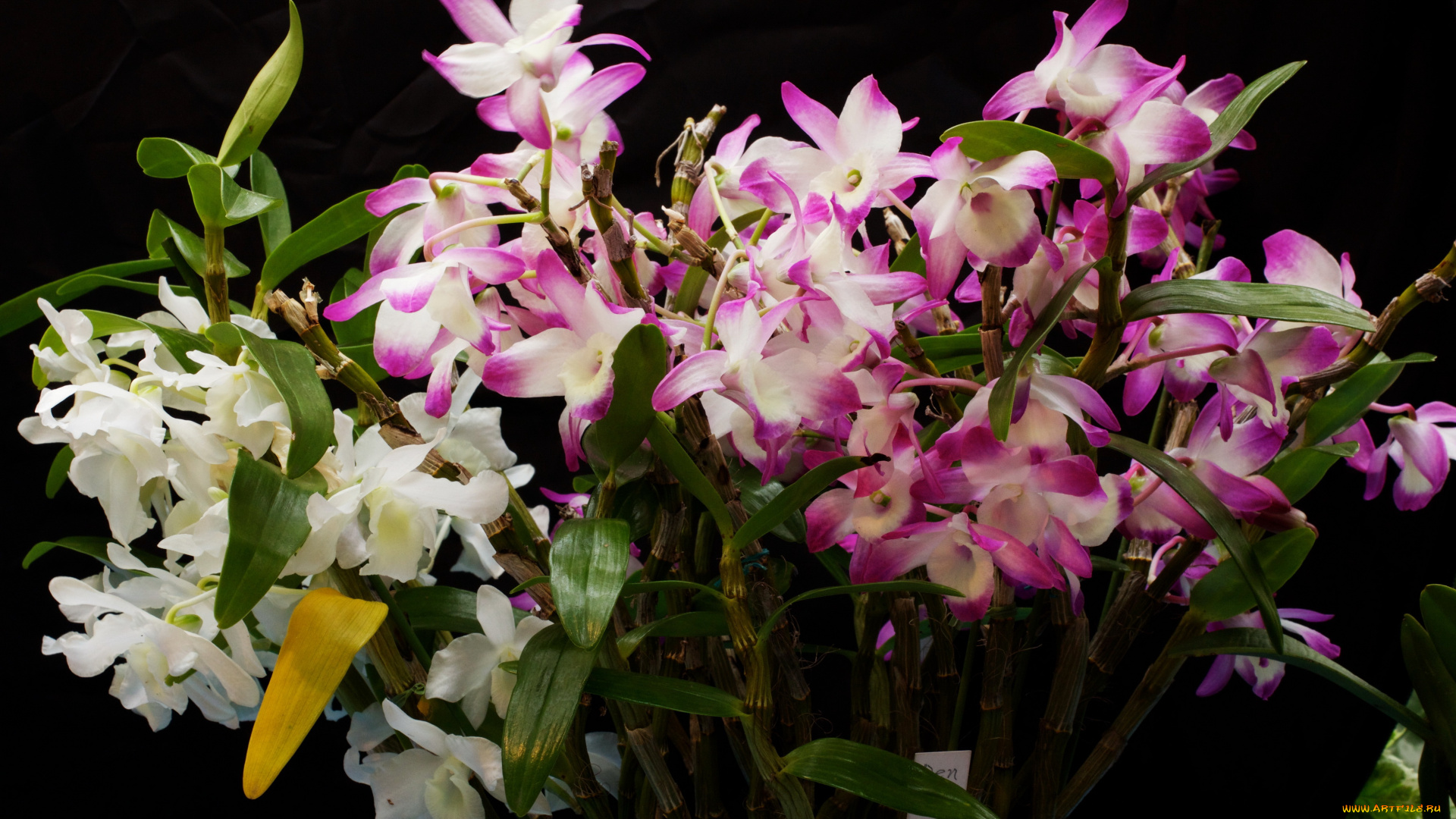 цветы, орхидеи