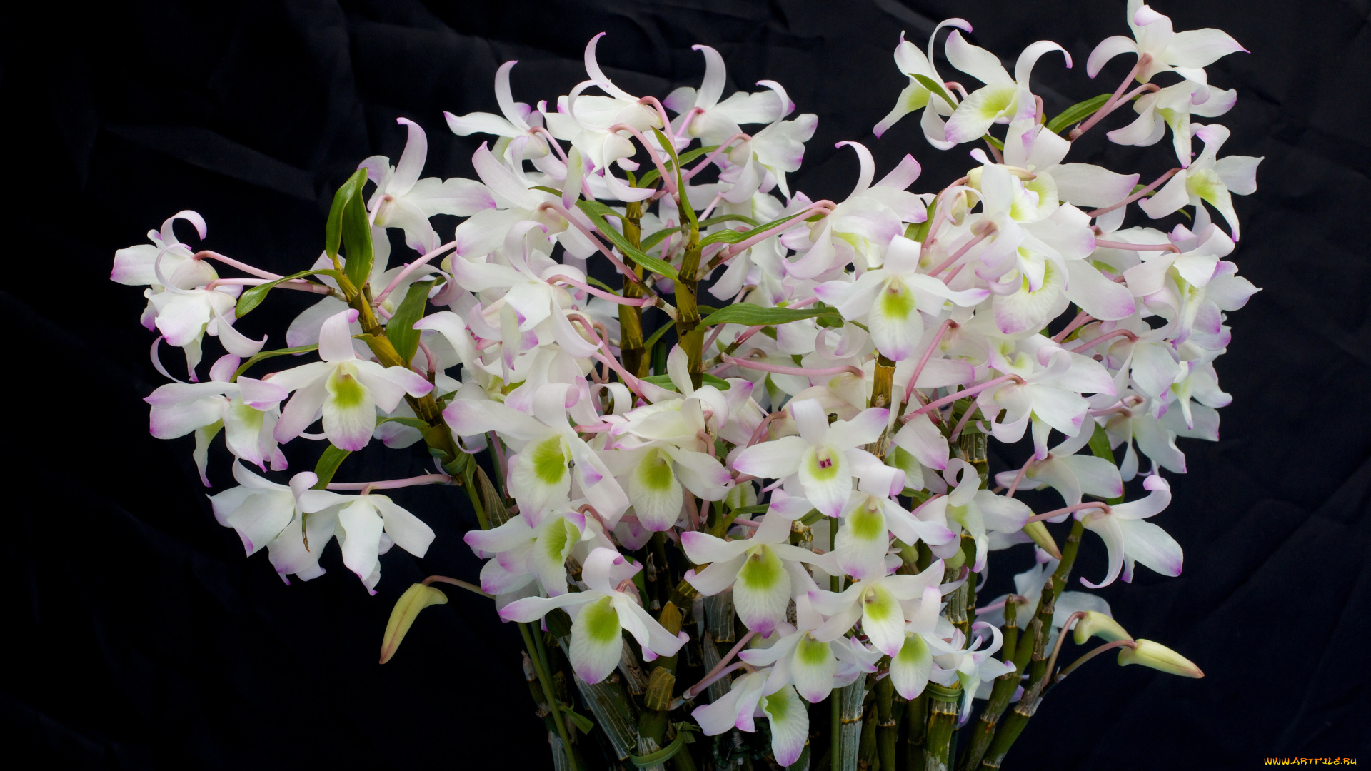 цветы, орхидеи