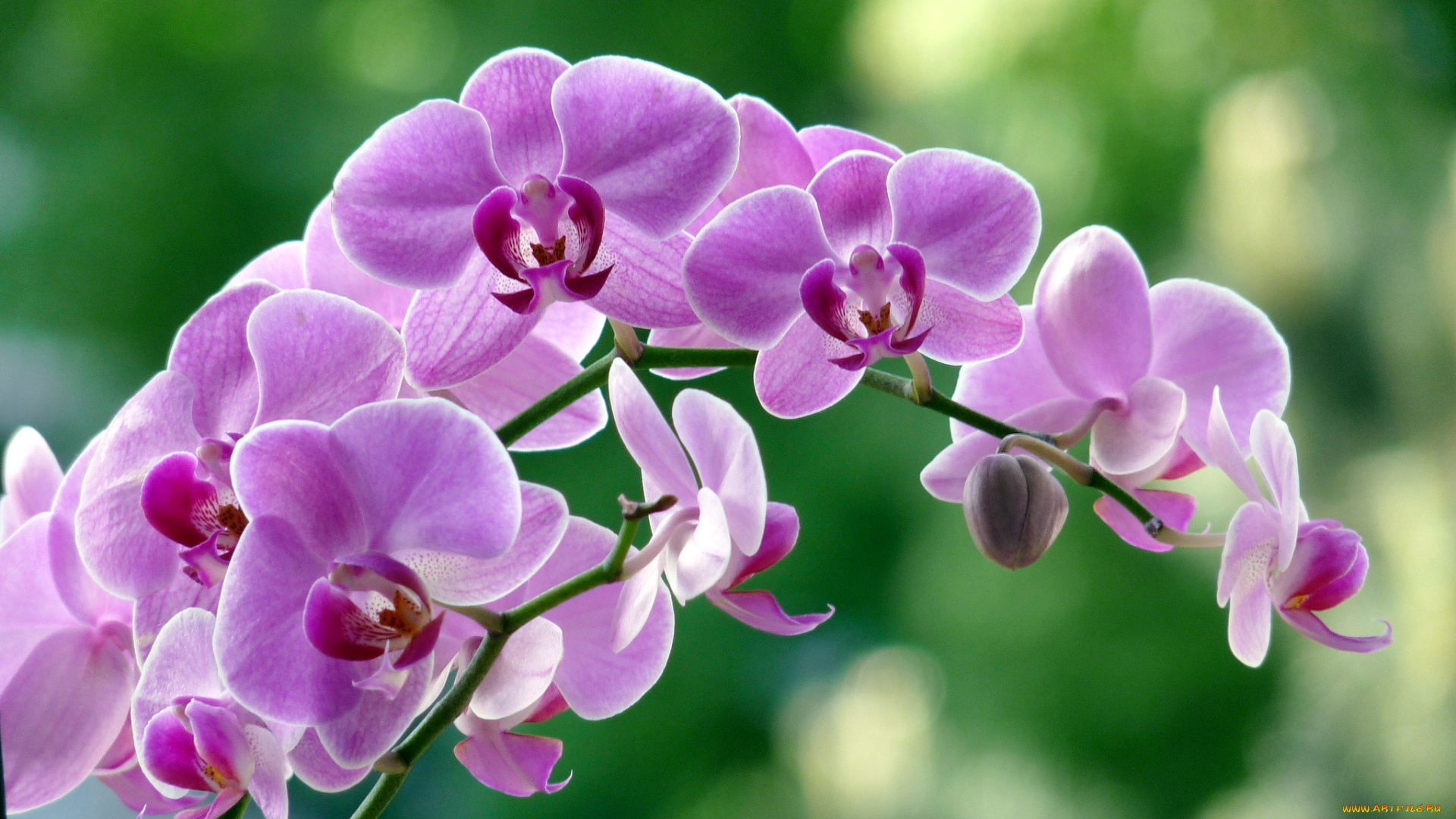 цветы, орхидеи, розовый, ветка