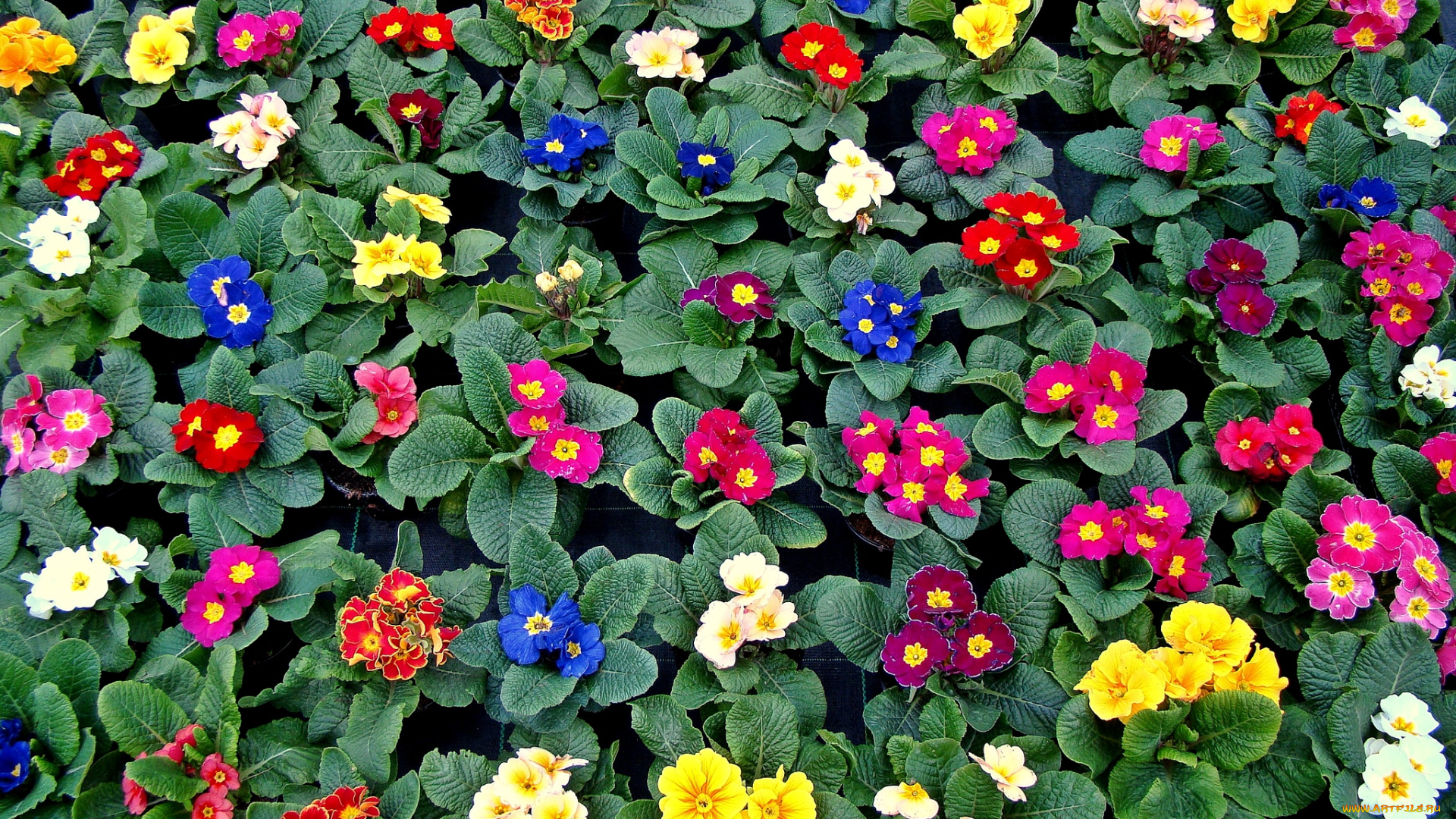 цветы, примулы, кустики, разноцветный