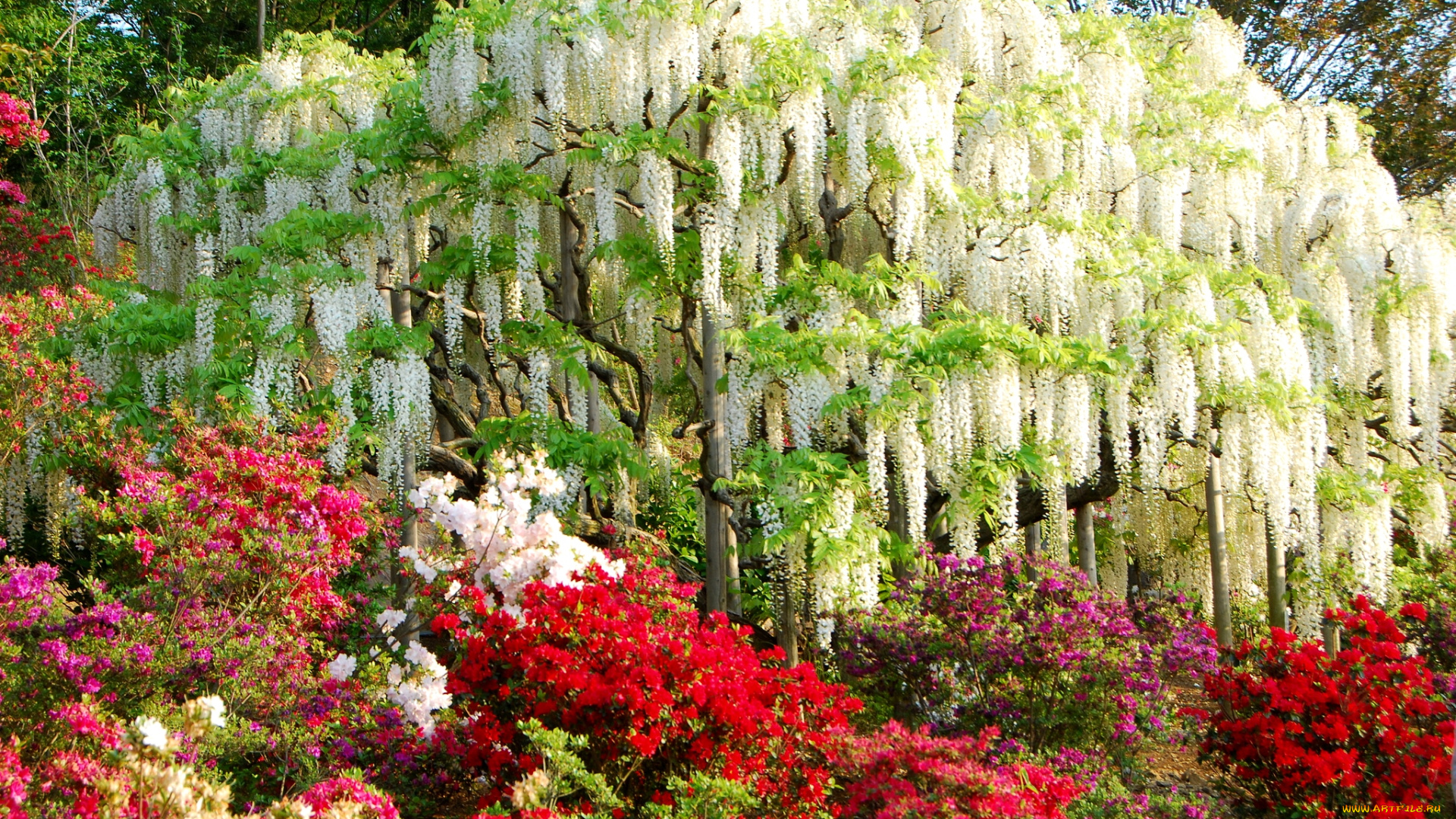 цветы, разные, вместе, азалии, вистерия