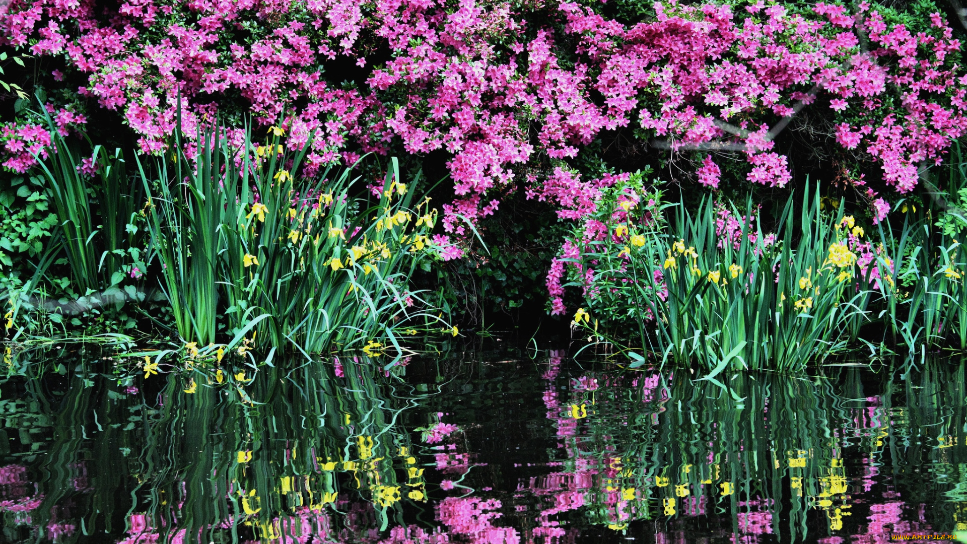 цветы, разные, вместе, ирисы, азалии, вода