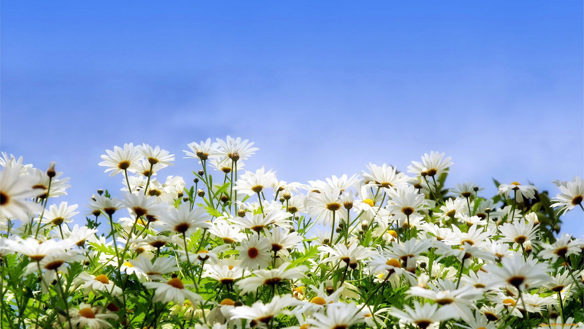 цветы, ромашки