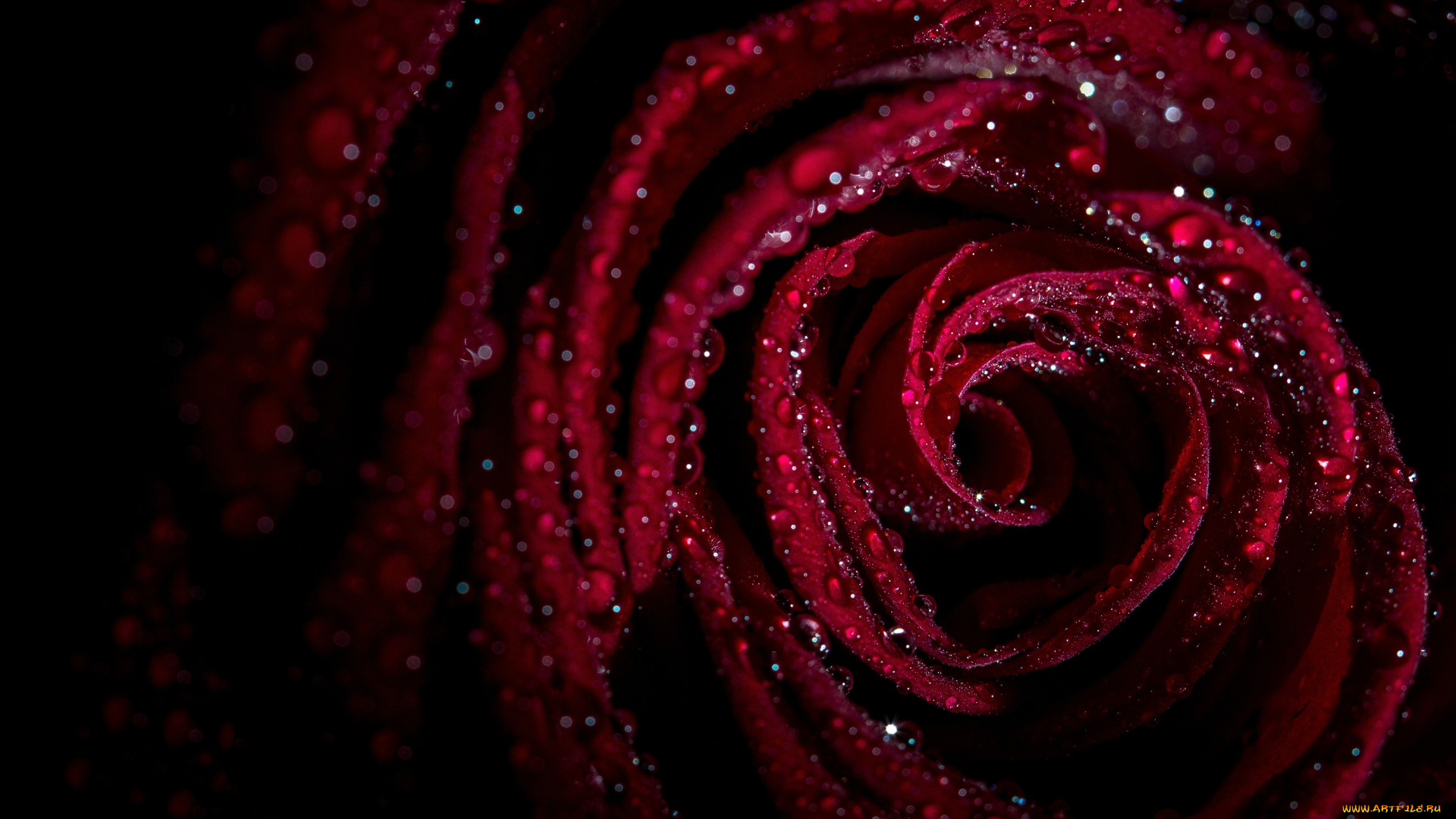 цветы, розы, капли, макро, темный, фон