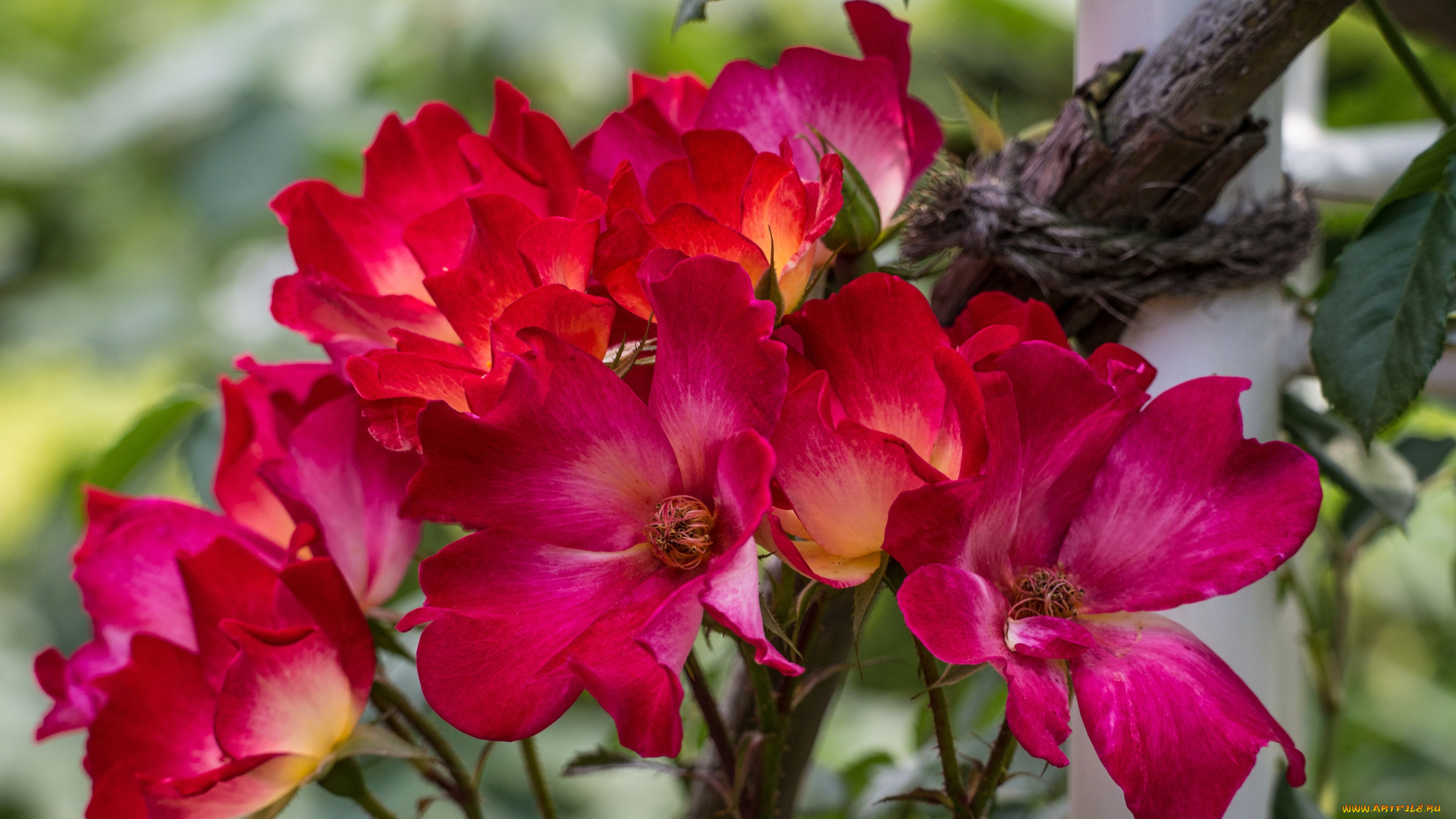 цветы, розы, лепестки