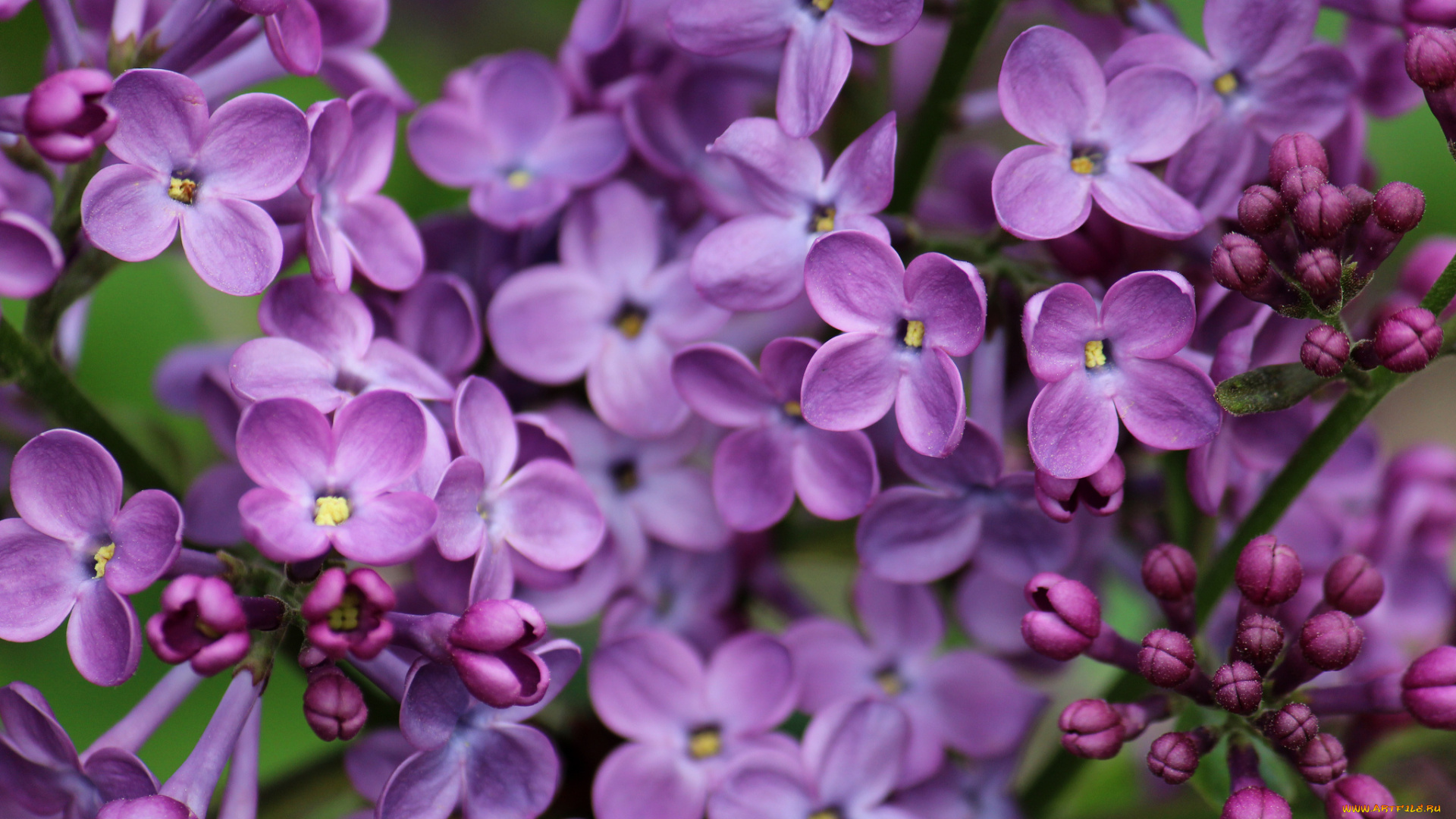 цветы, сирень, макро