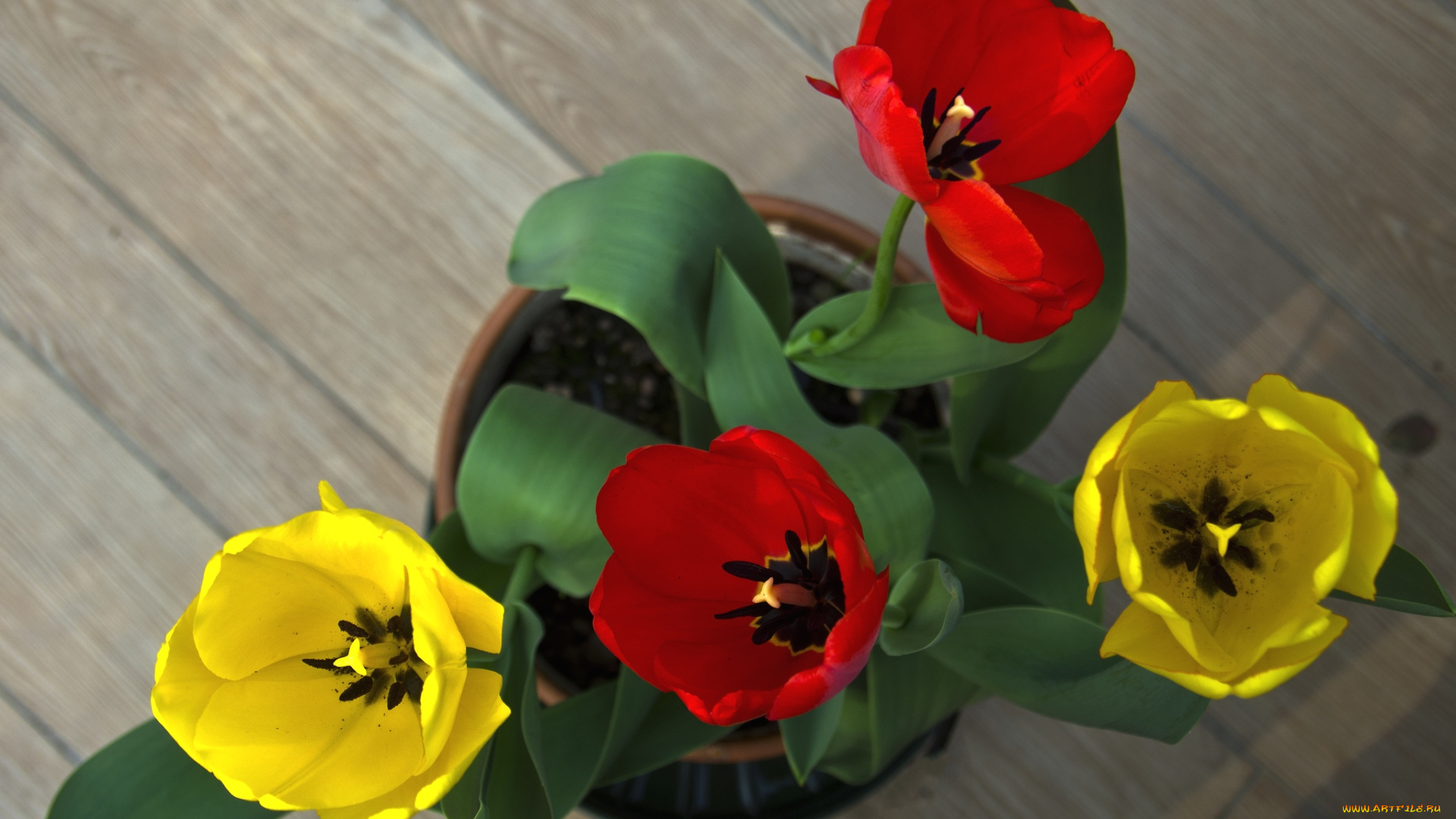 цветы, тюльпаны, букет