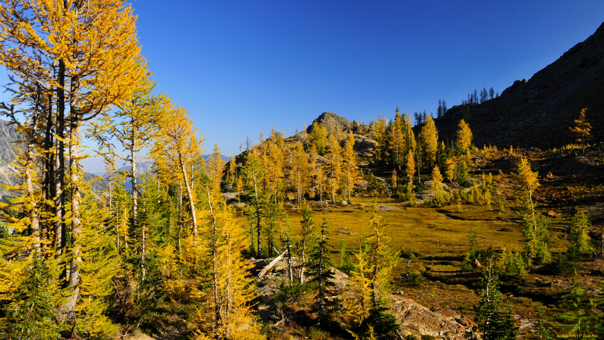 природа, деревья, горы