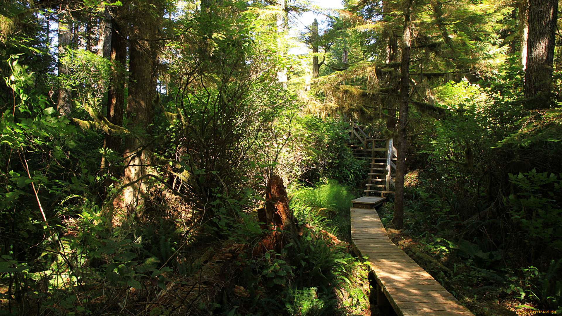 природа, лес, пень, лестница, заросли