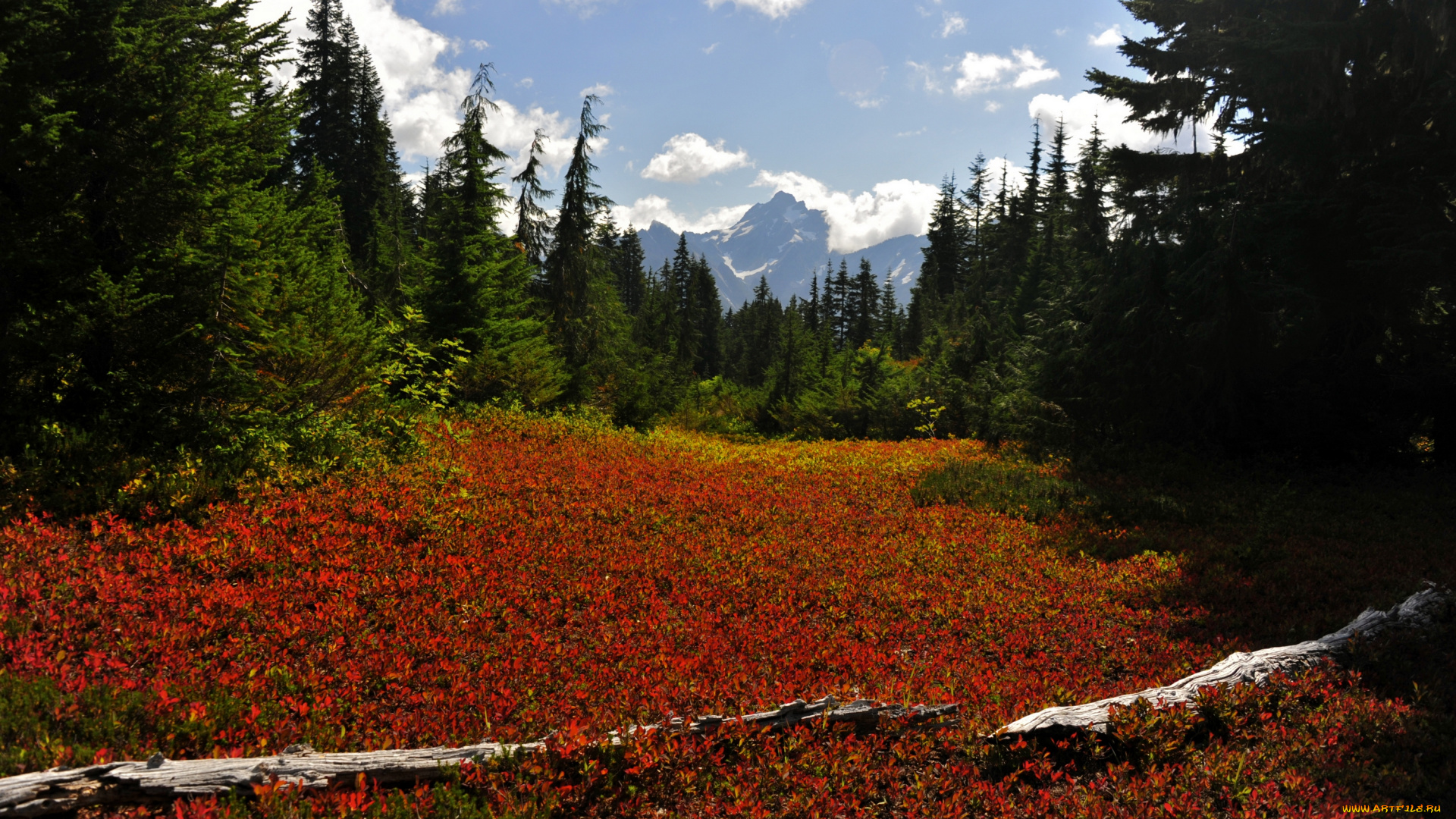 природа, лес, поляна