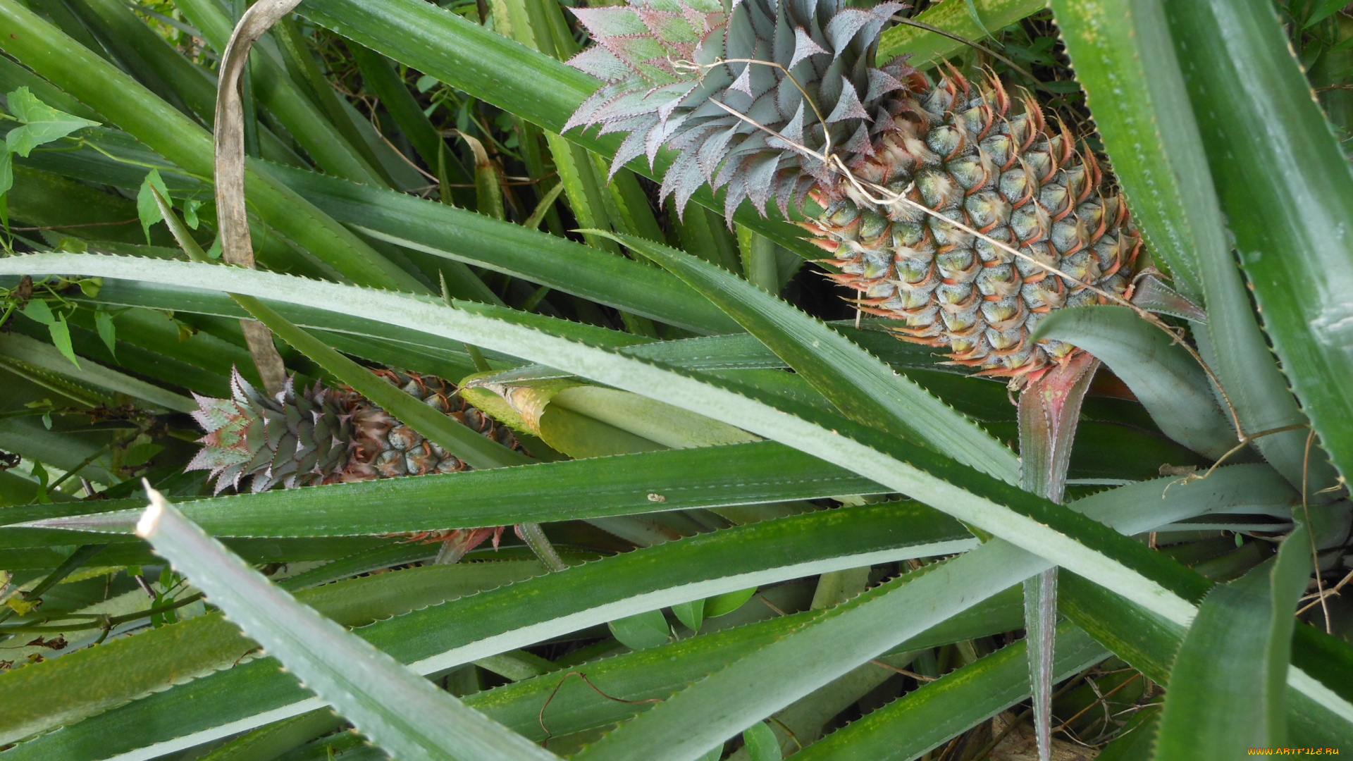 природа, плоды, растение, ананас