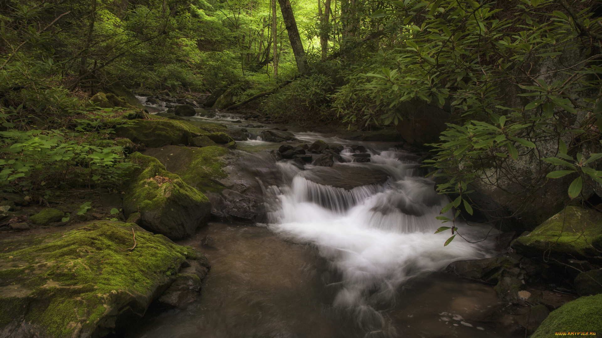 природа, реки, озера, река, лес, камни