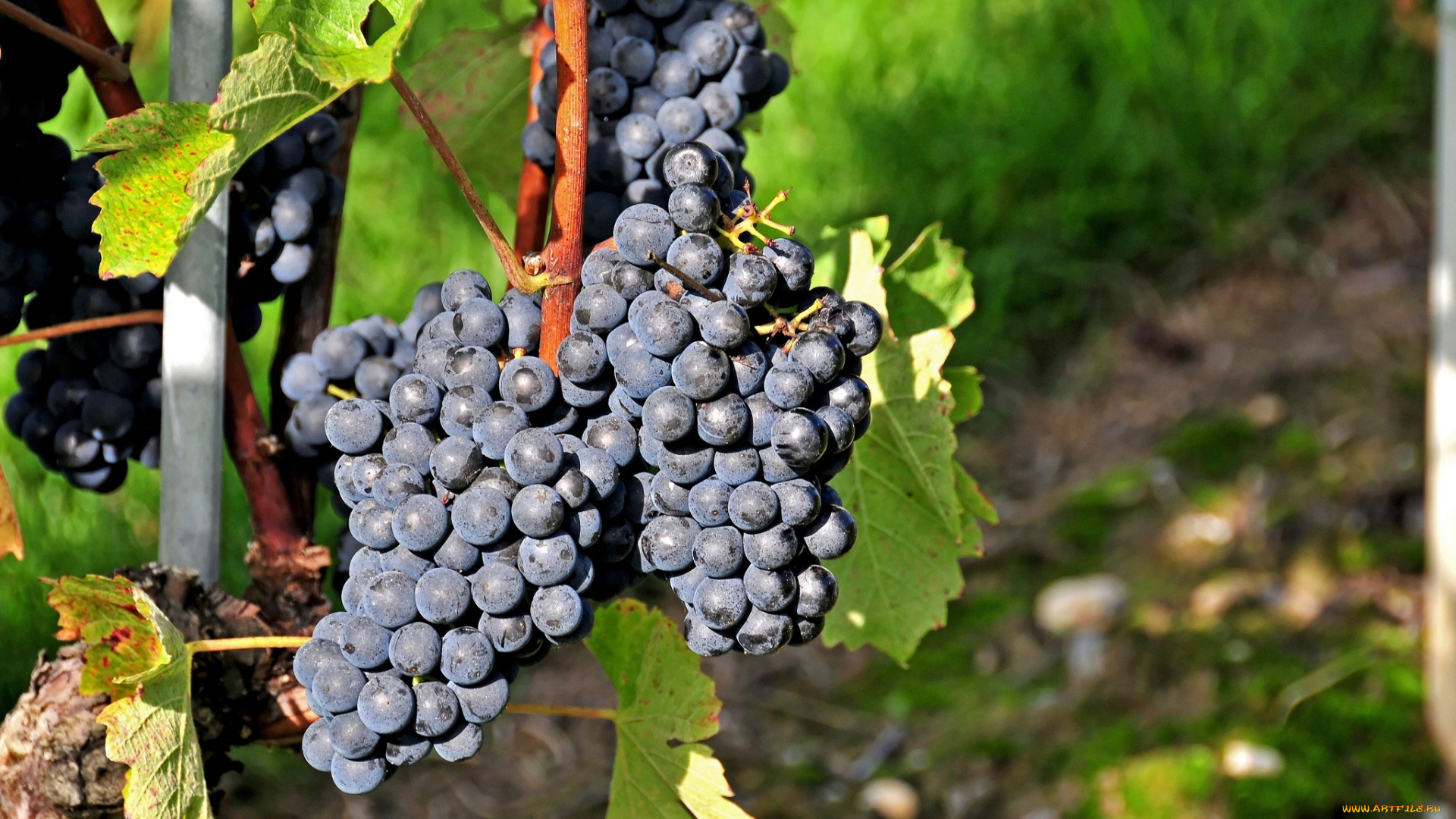 природа, Ягоды, виноград, гроздь, лоза, синий