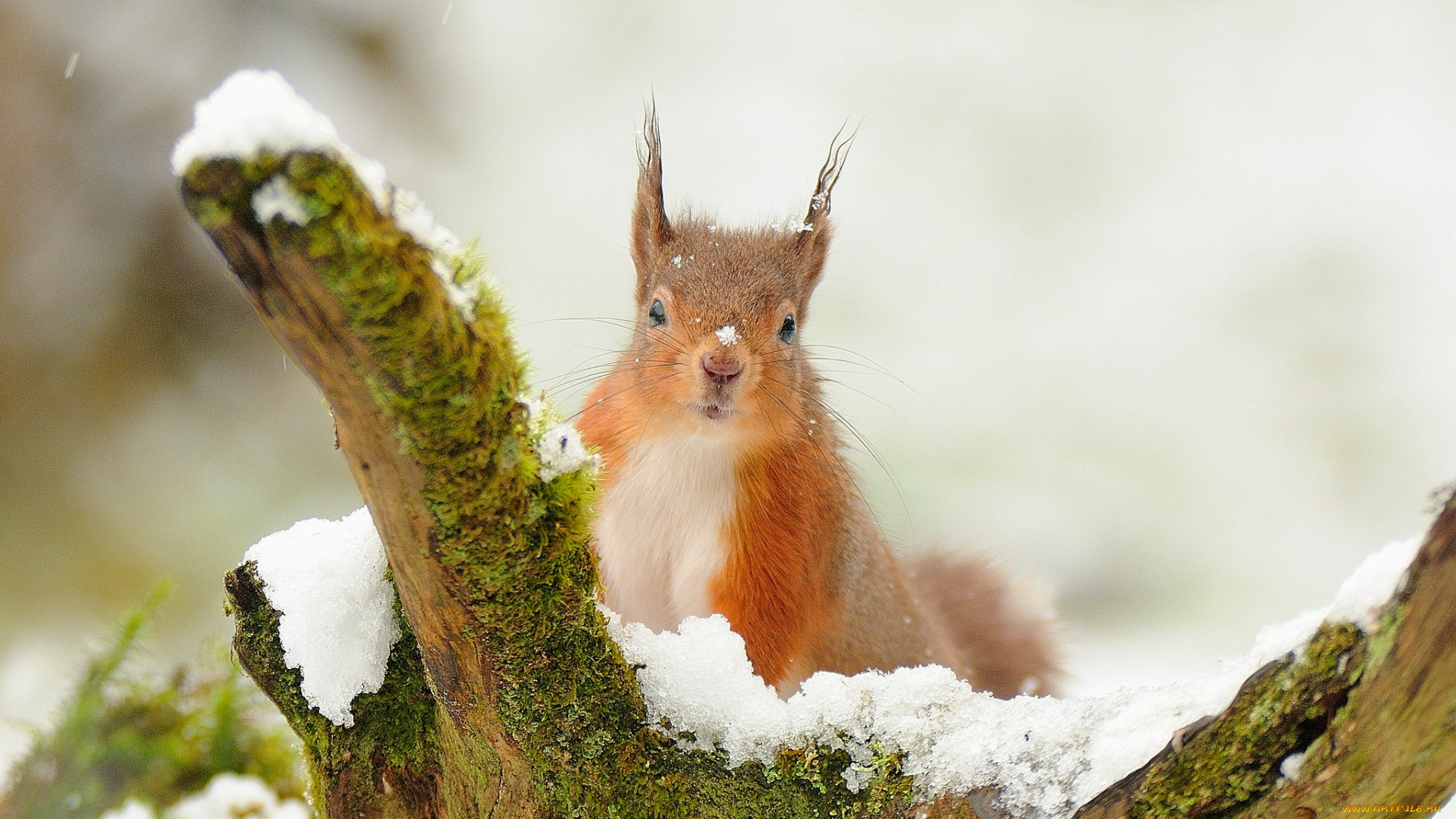 животные, белки, рыжая, коряга, снег