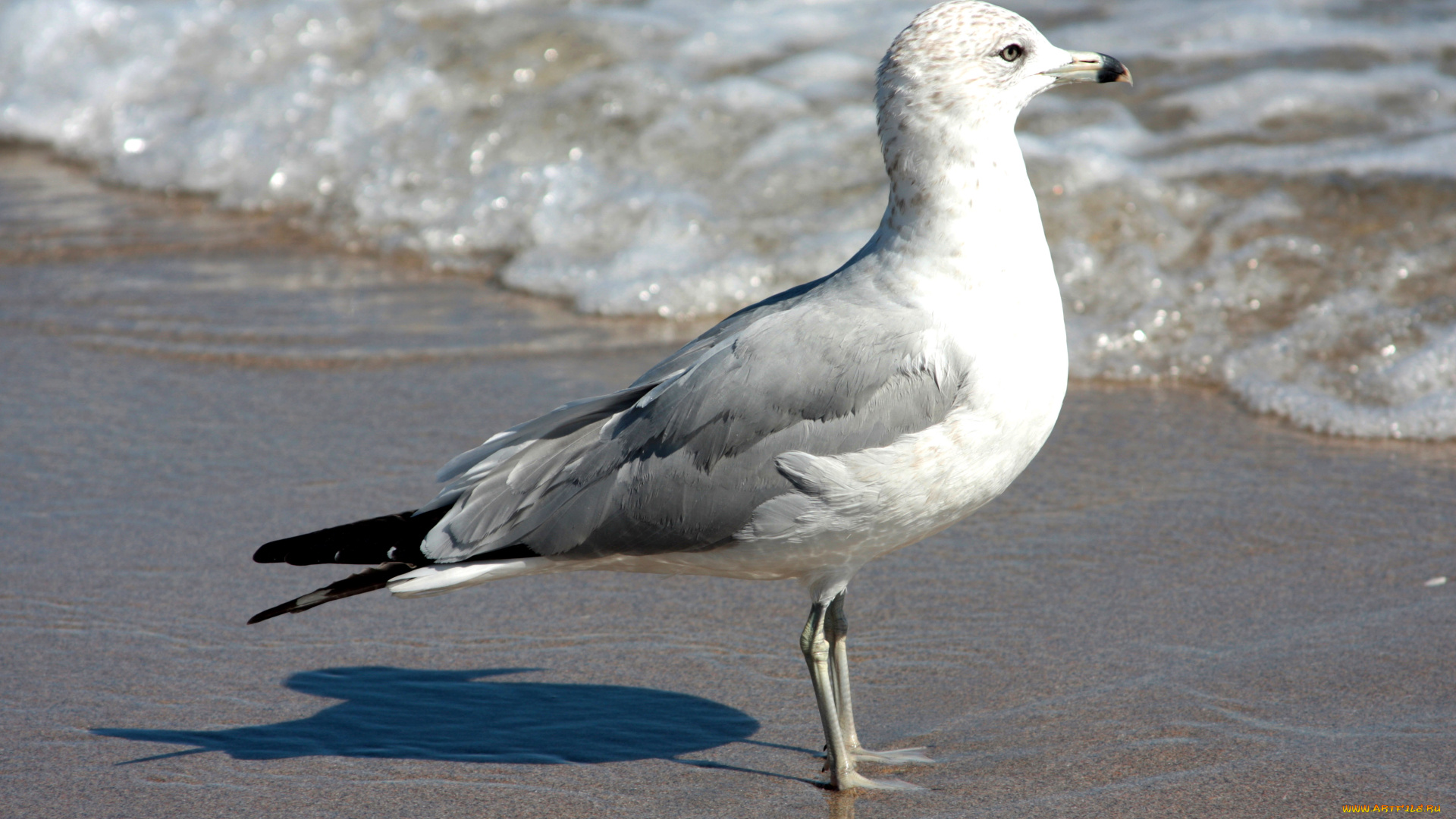 животные, Чайки, бакланы, крачки, прибой, берег, чайка, птица