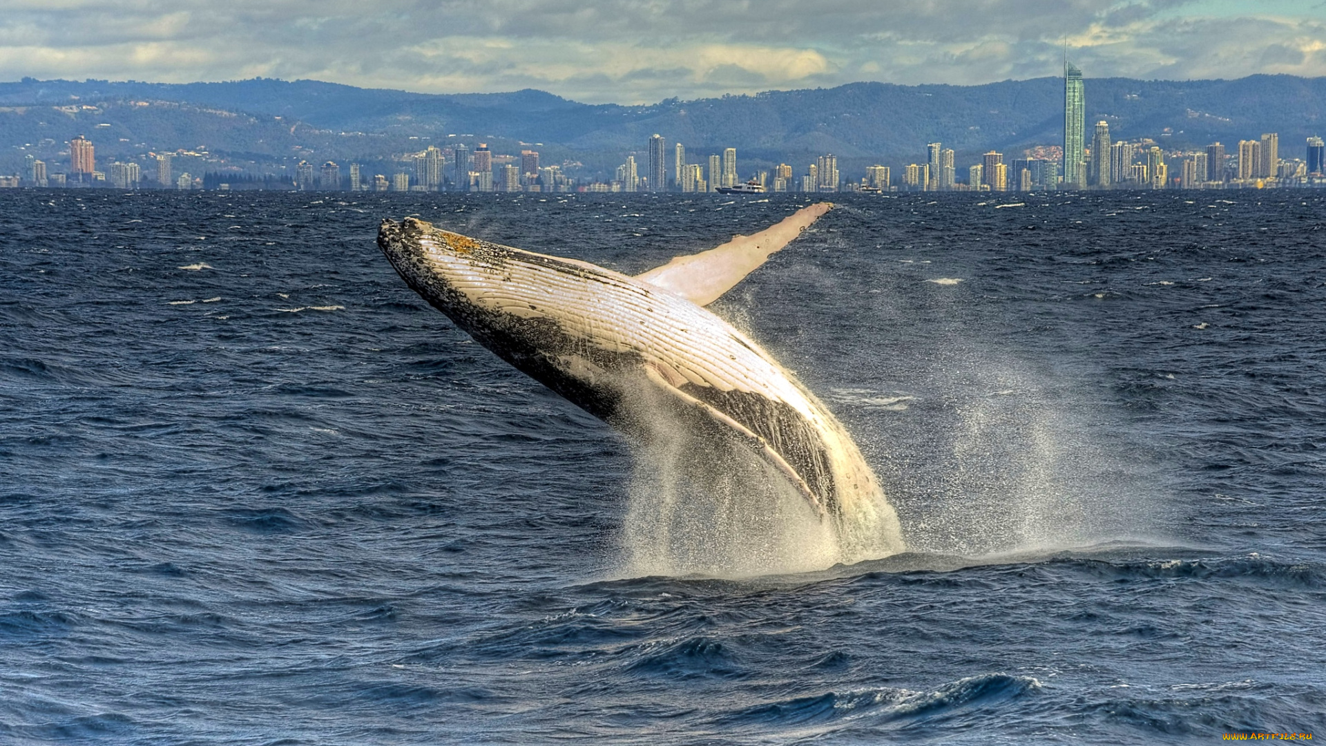 животные, киты, кашалоты, прыжок, океан