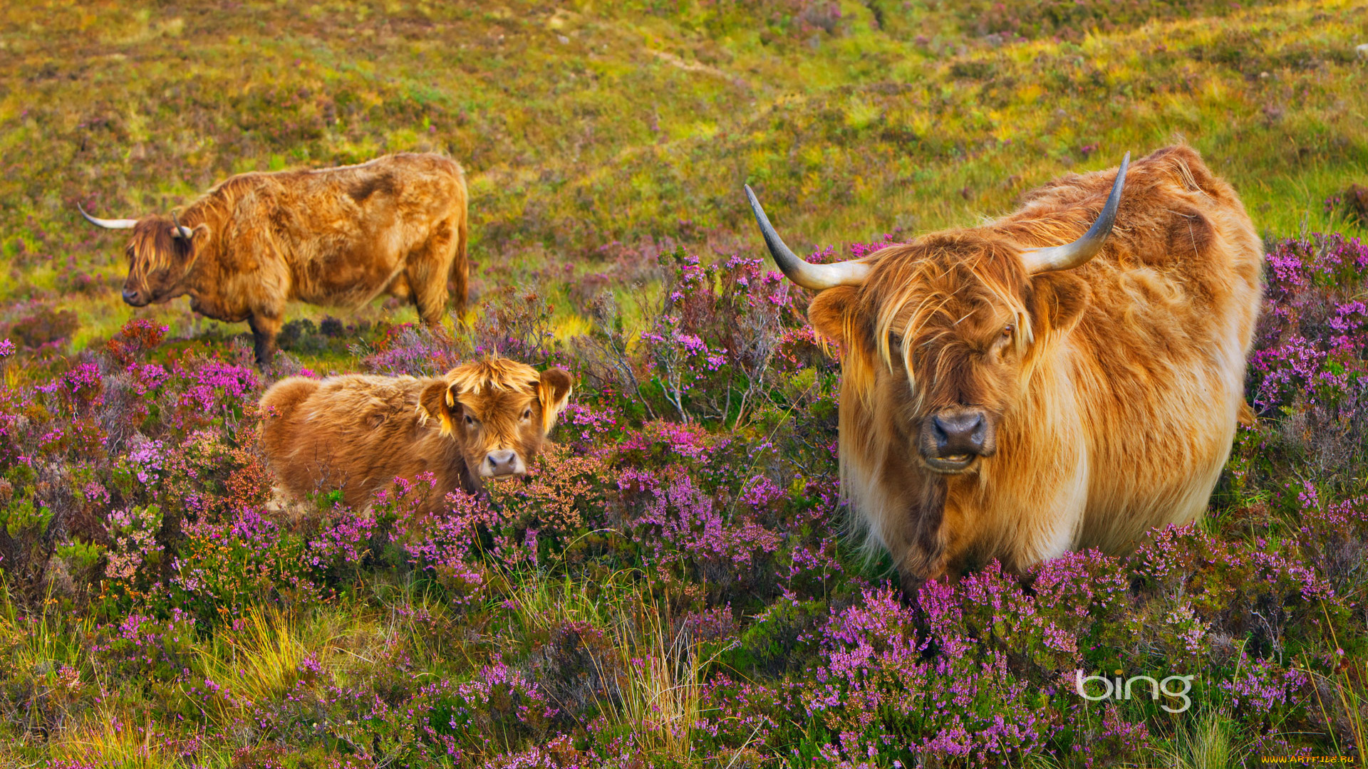 животные, коровы, буйволы