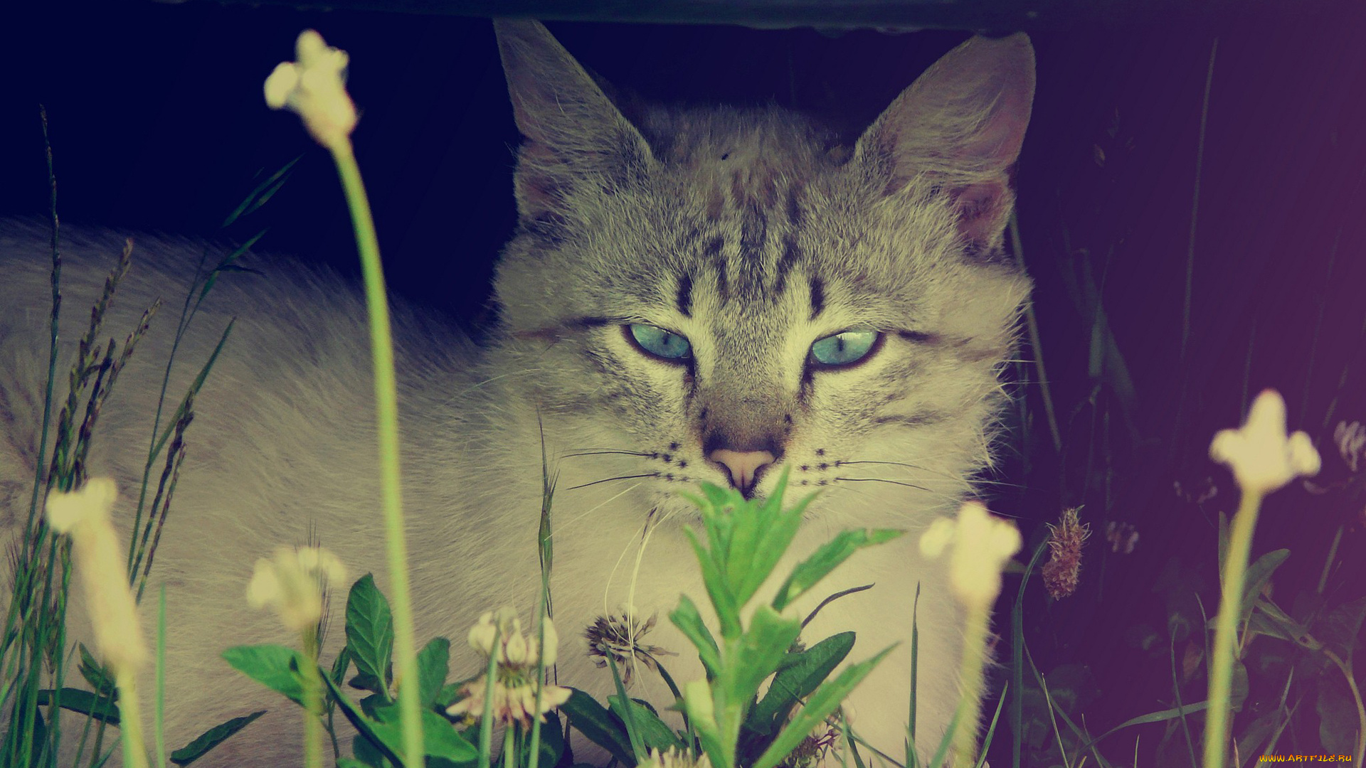 животные, коты, кот, серый, полосатый, трава