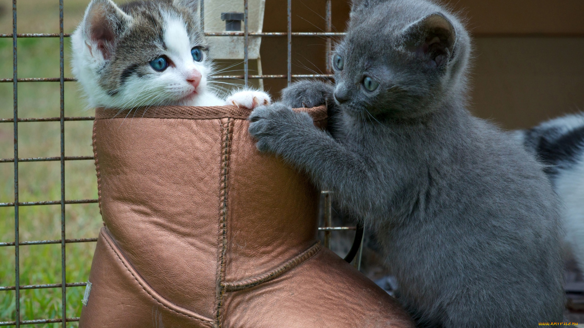 животные, коты, кот, в, сапогах