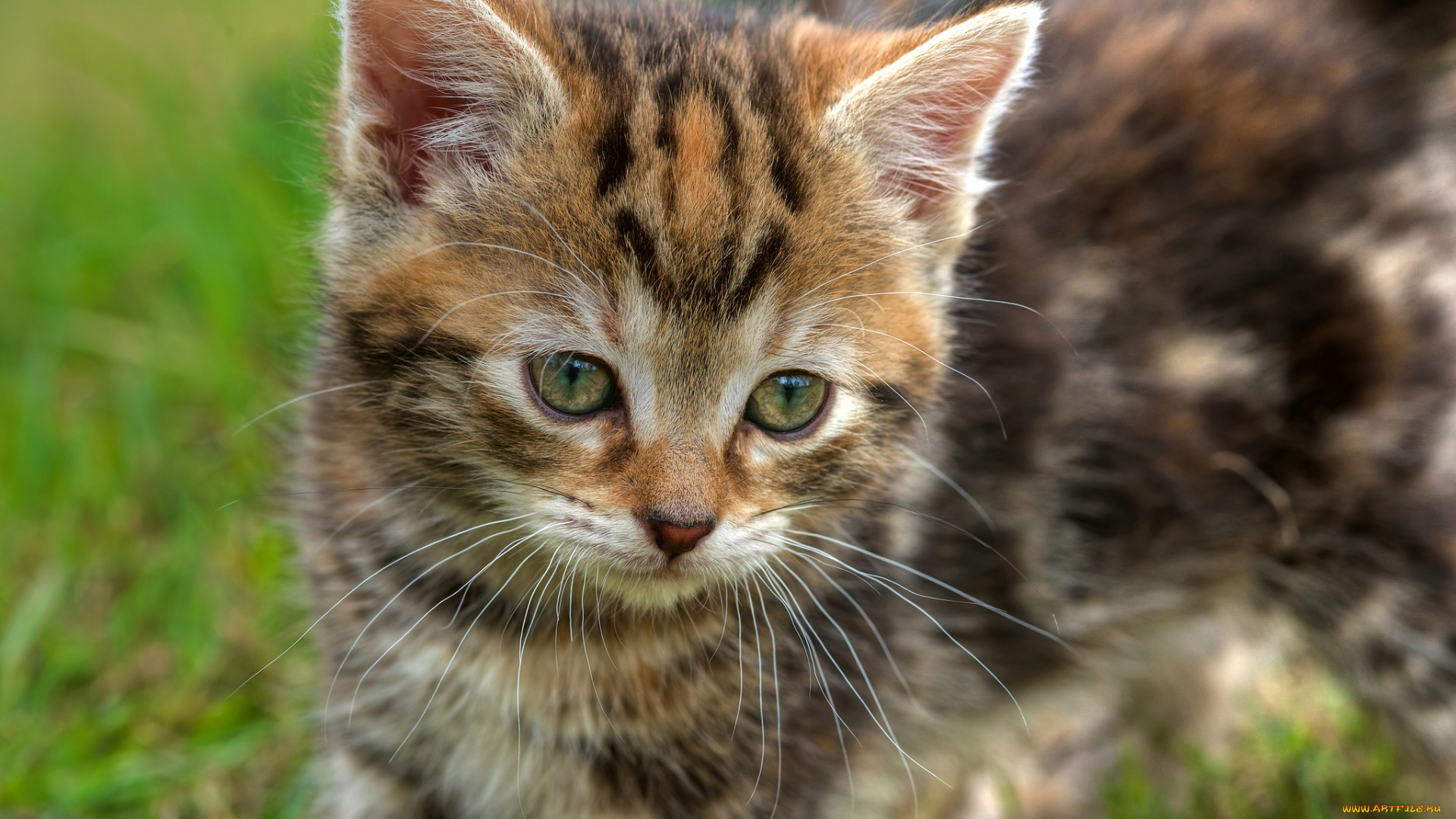 животные, коты, котенок, малыш