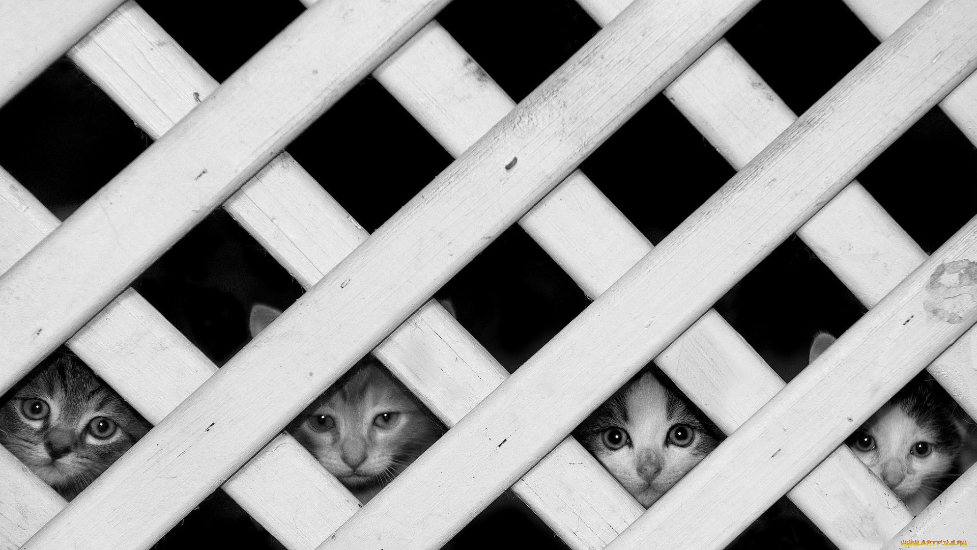 животные, коты, котята, решетка, мордочки
