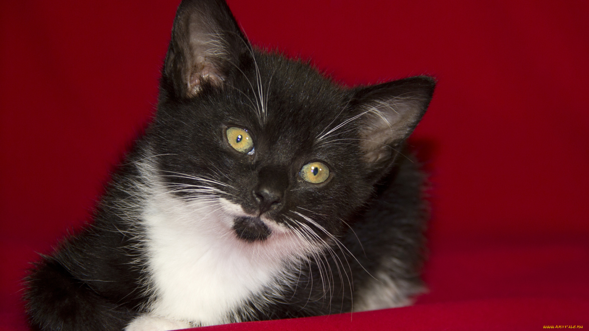 животные, коты, котёнок