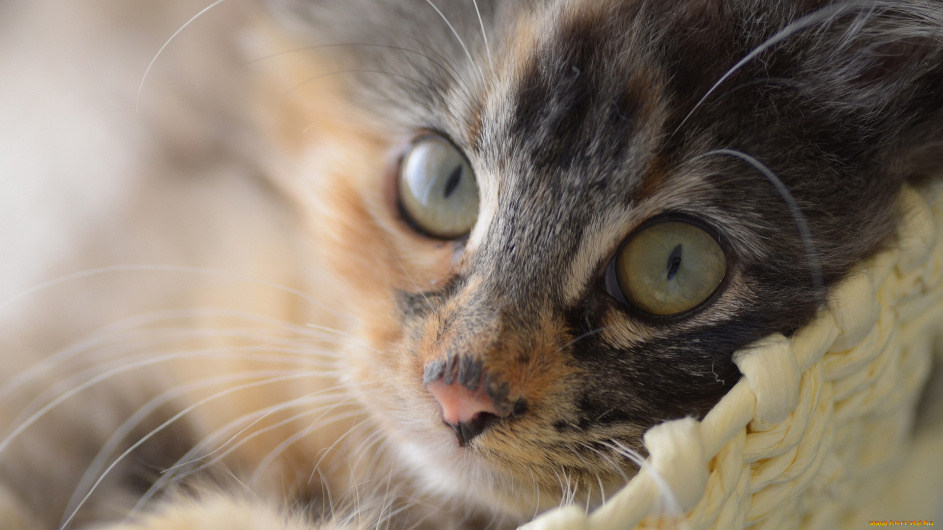 животные, коты, мордочка, взгляд