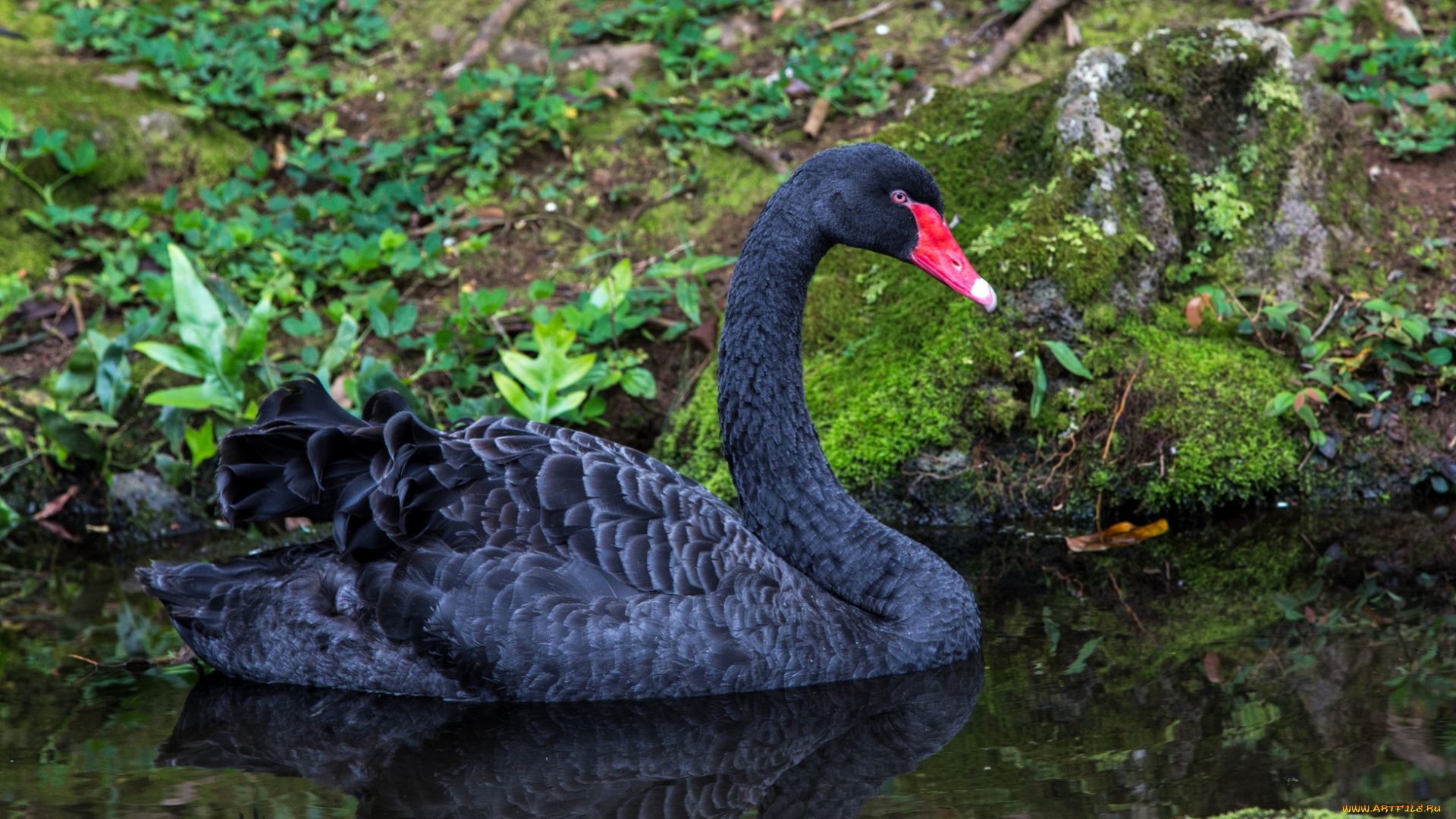 животные, лебеди, красавец, черный