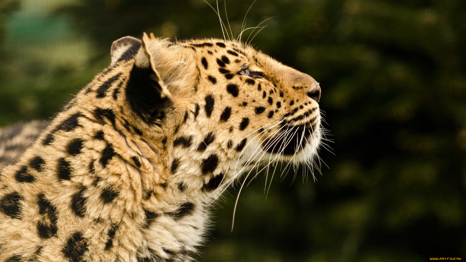 животные, леопарды, кошка, профиль