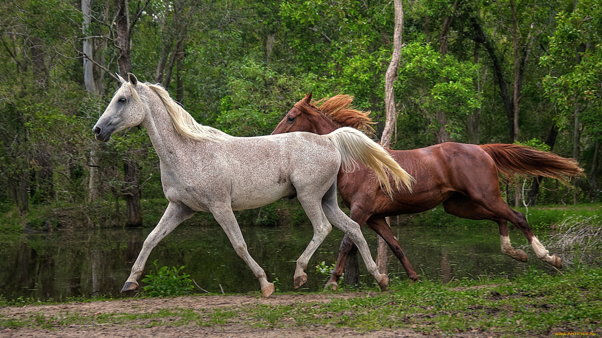 животные, лошади, гривы, бег