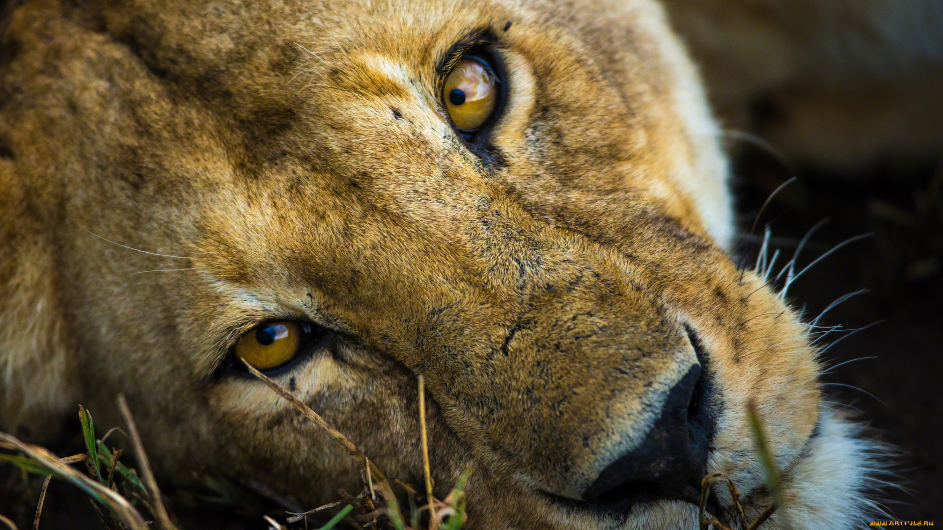 животные, львы, глаза, морда