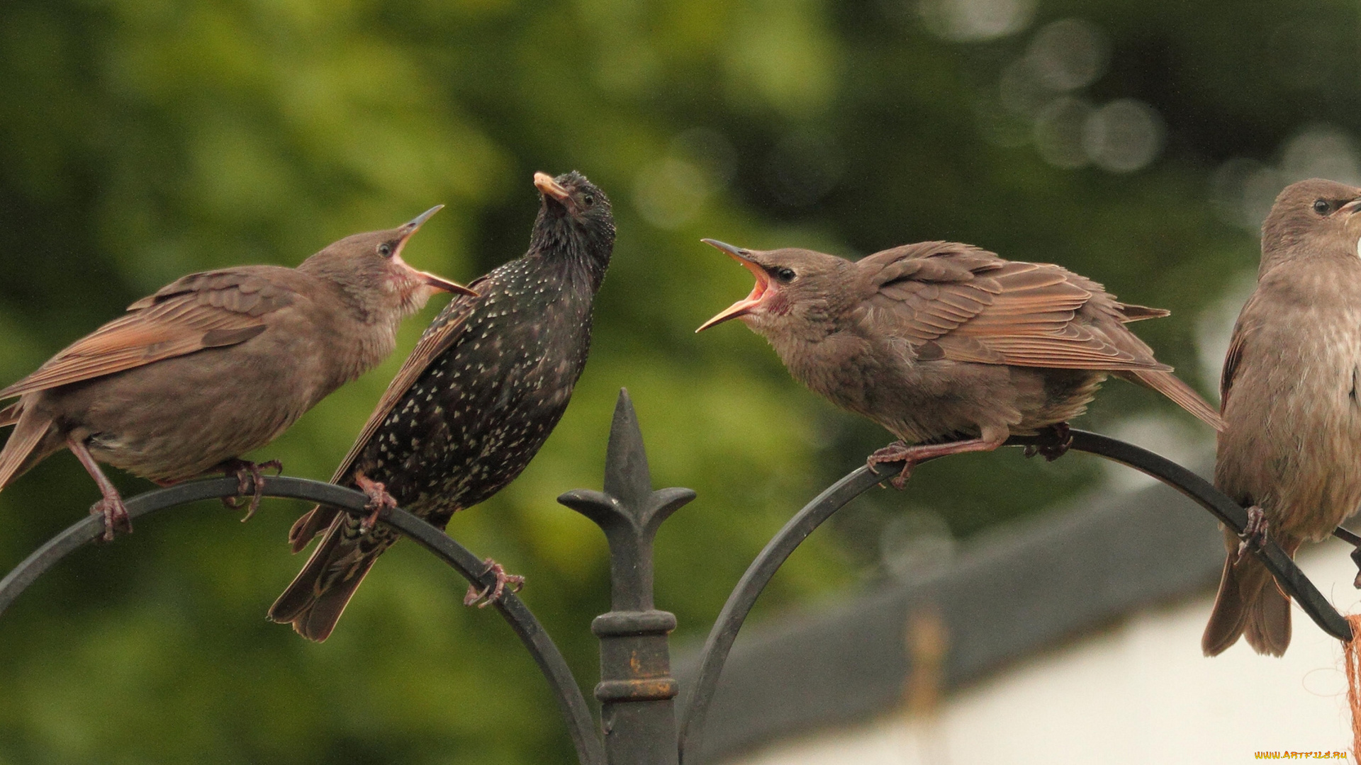 животные, птицы, птенцы, скворцы