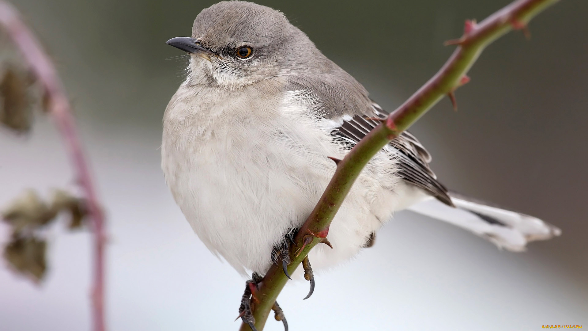 животные, птицы, шипы, ветка, птица