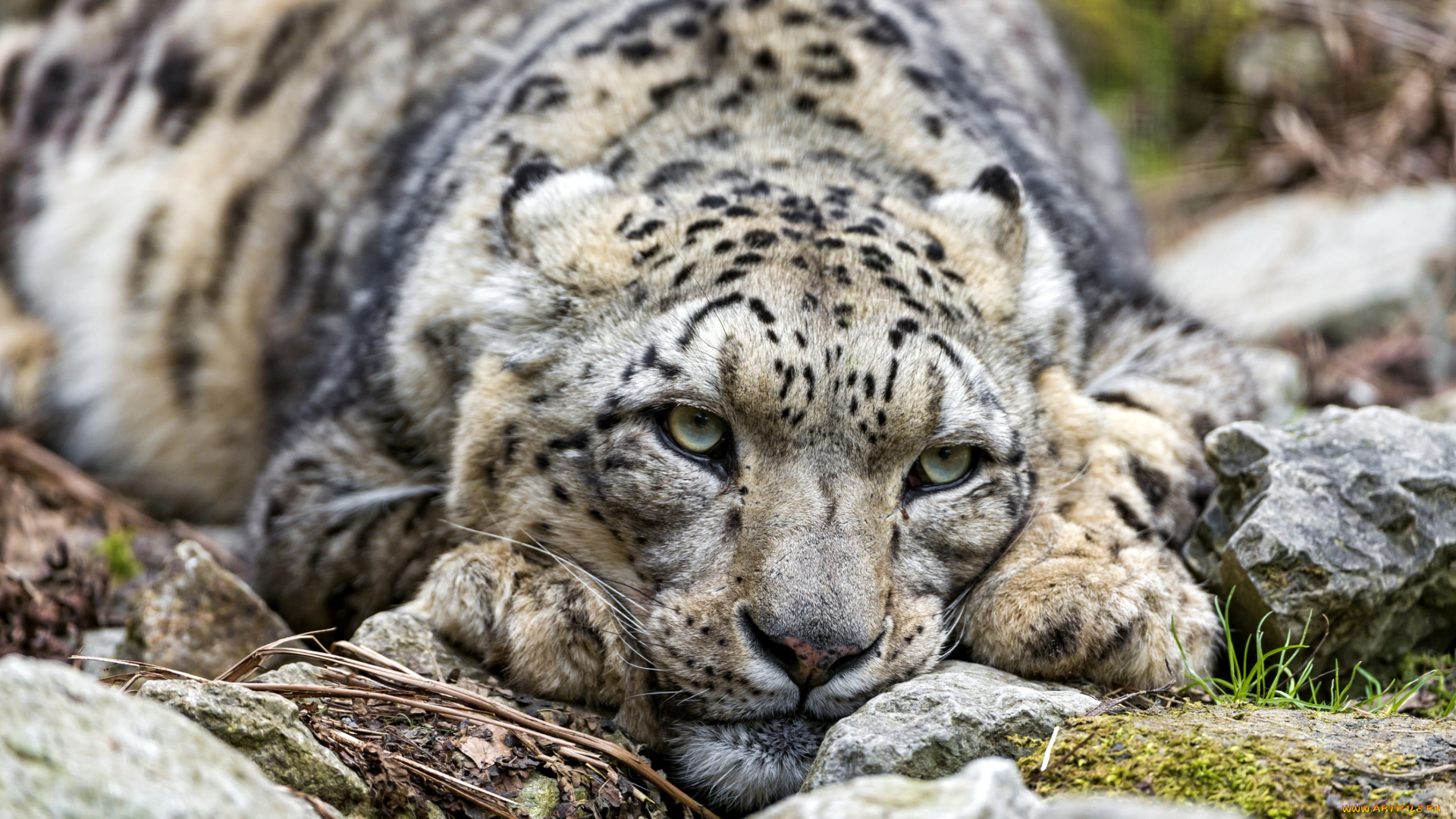 животные, снежный, барс, ирбис, отдых