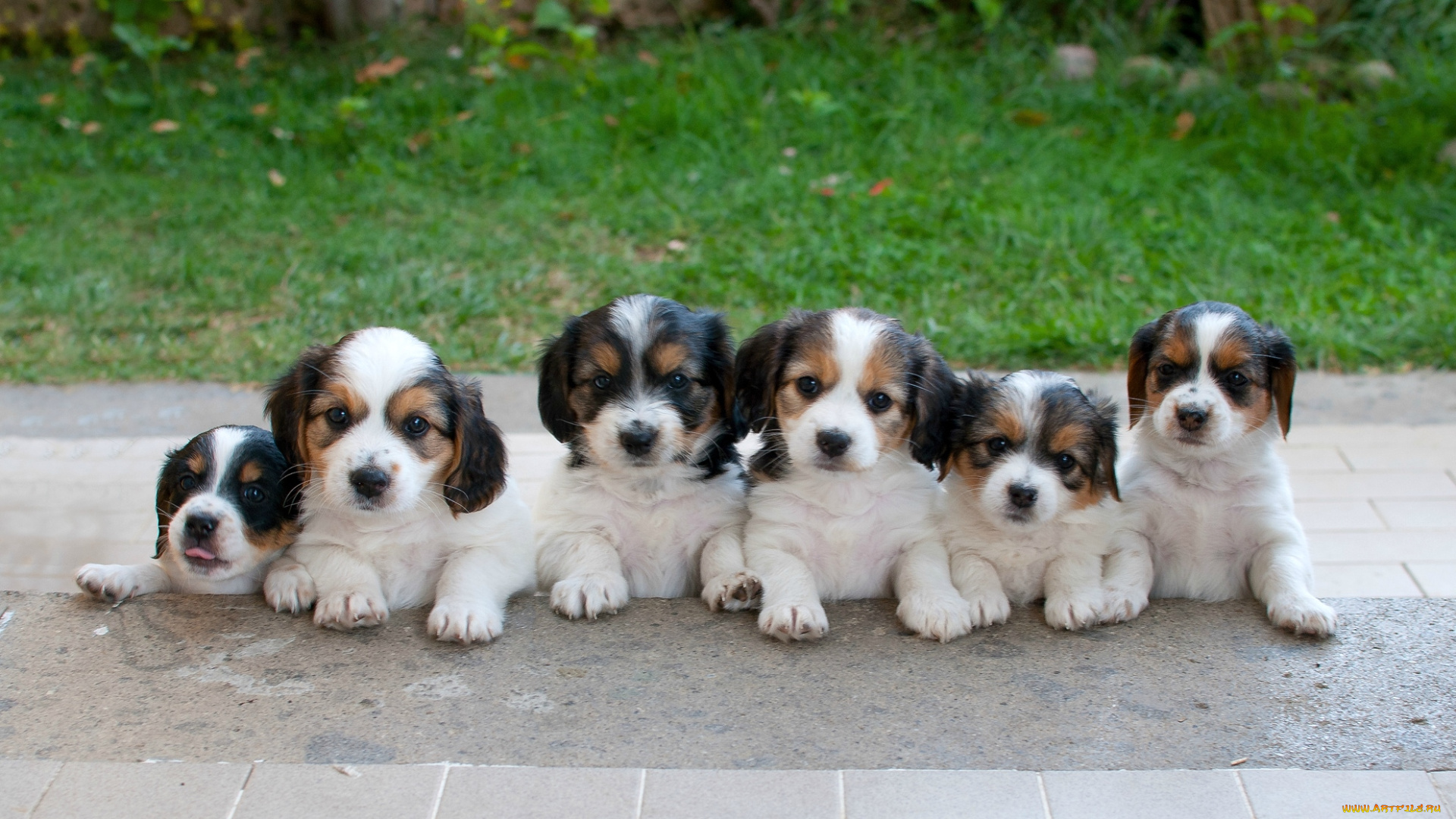 животные, собаки, щенки