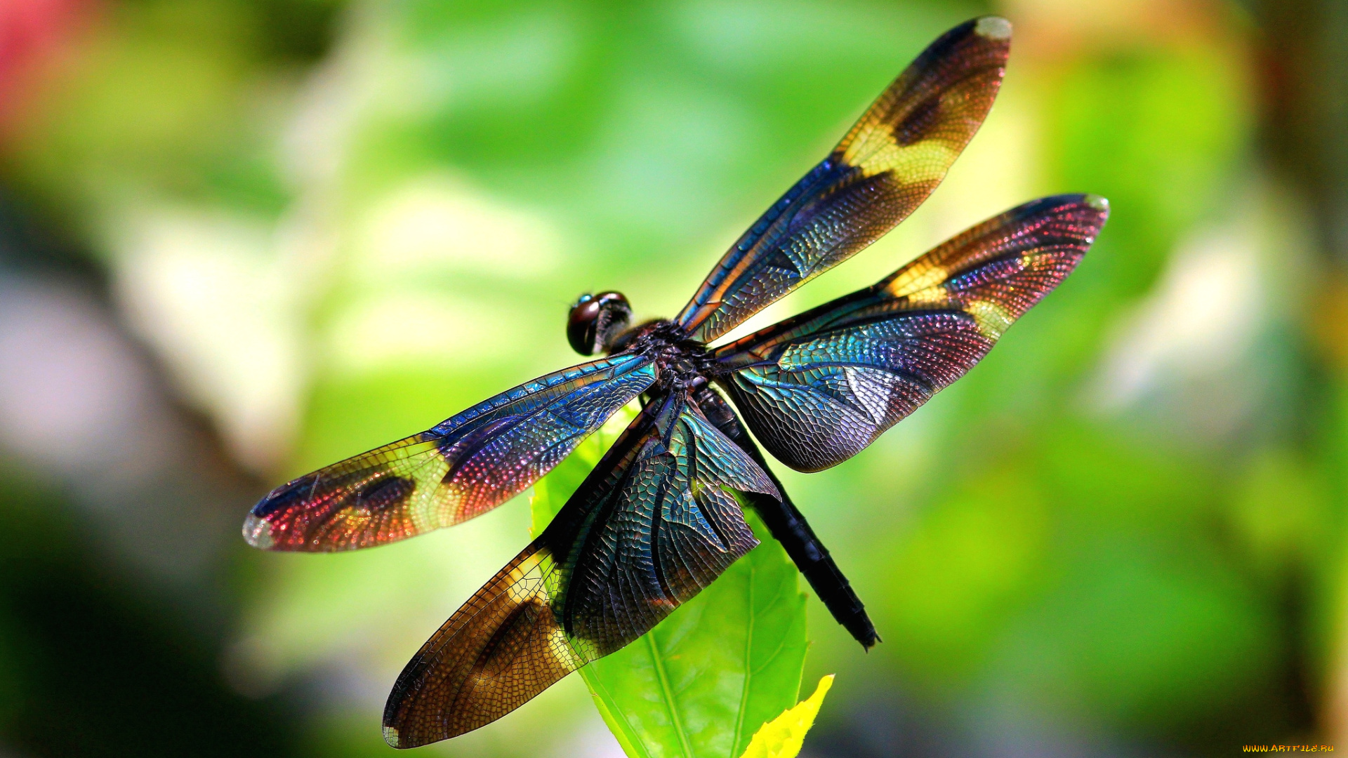 животные, стрекозы, крылья