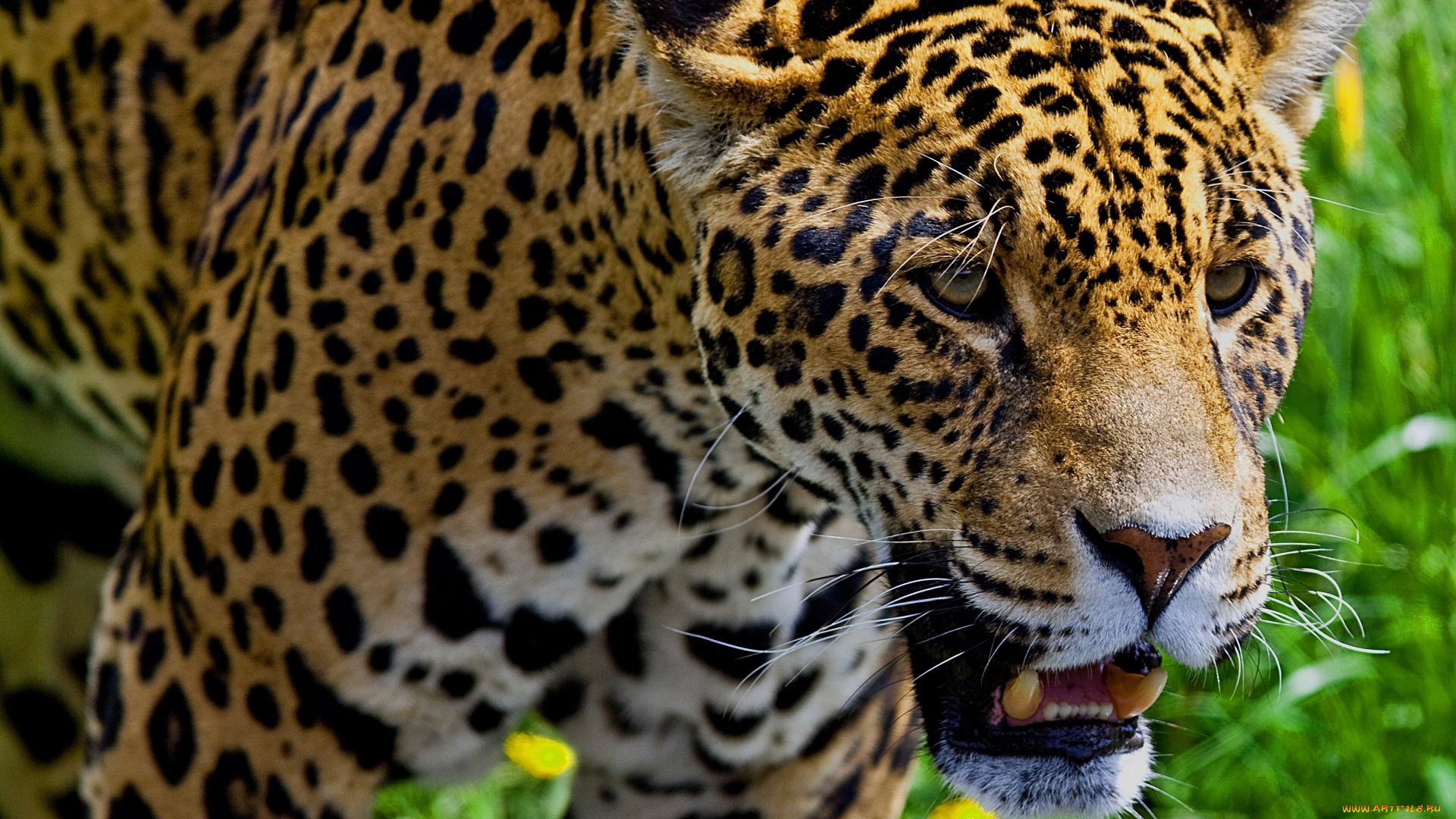 животные, Ягуары, кошка, морда